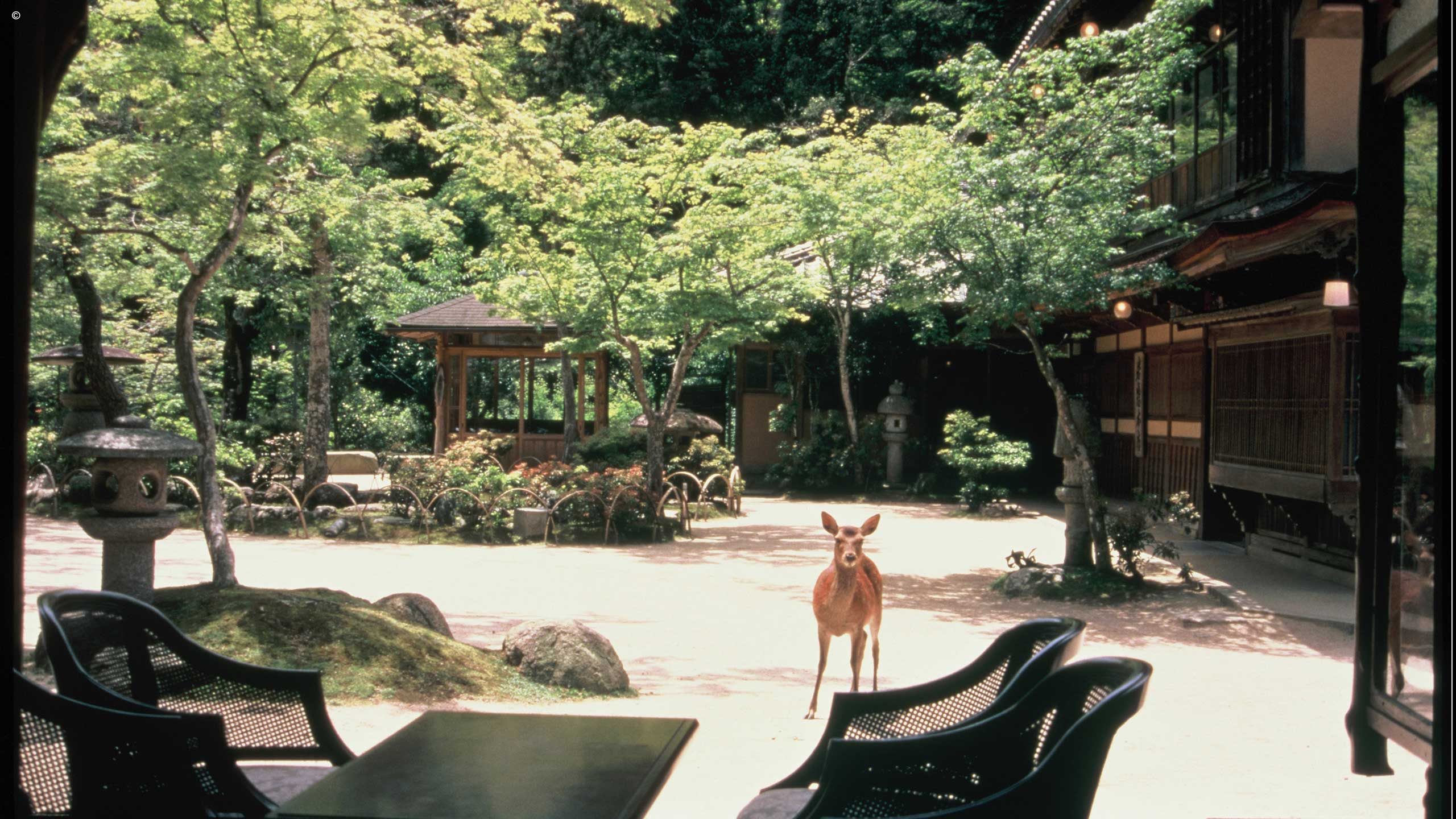 Iwaso Miyajima Ryokan