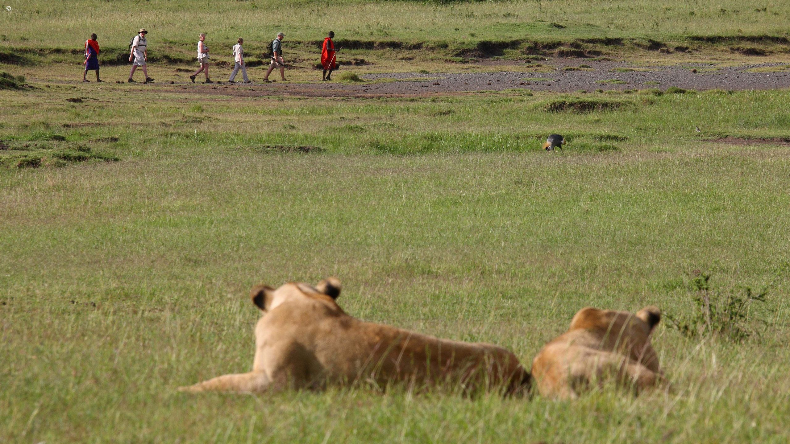 Elephant Pepper Camp