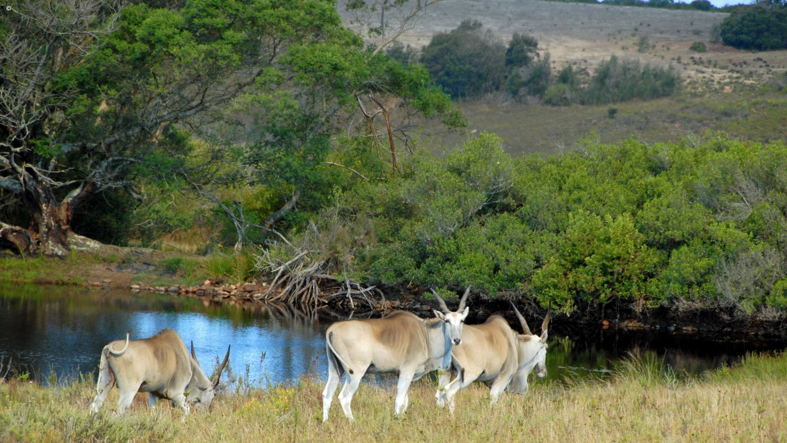 Gondwana Private Game Reserve