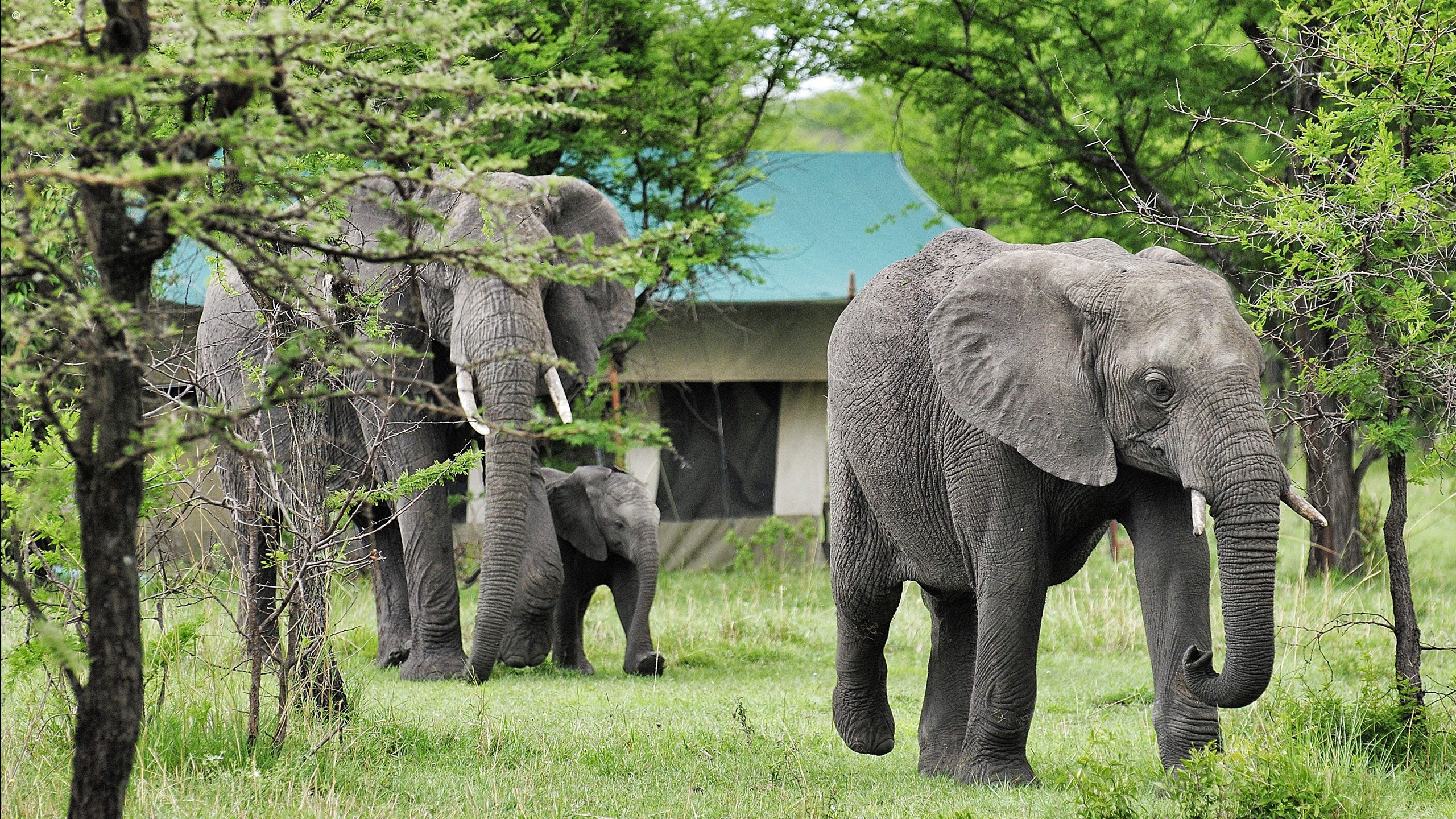 Serian Serengeti North