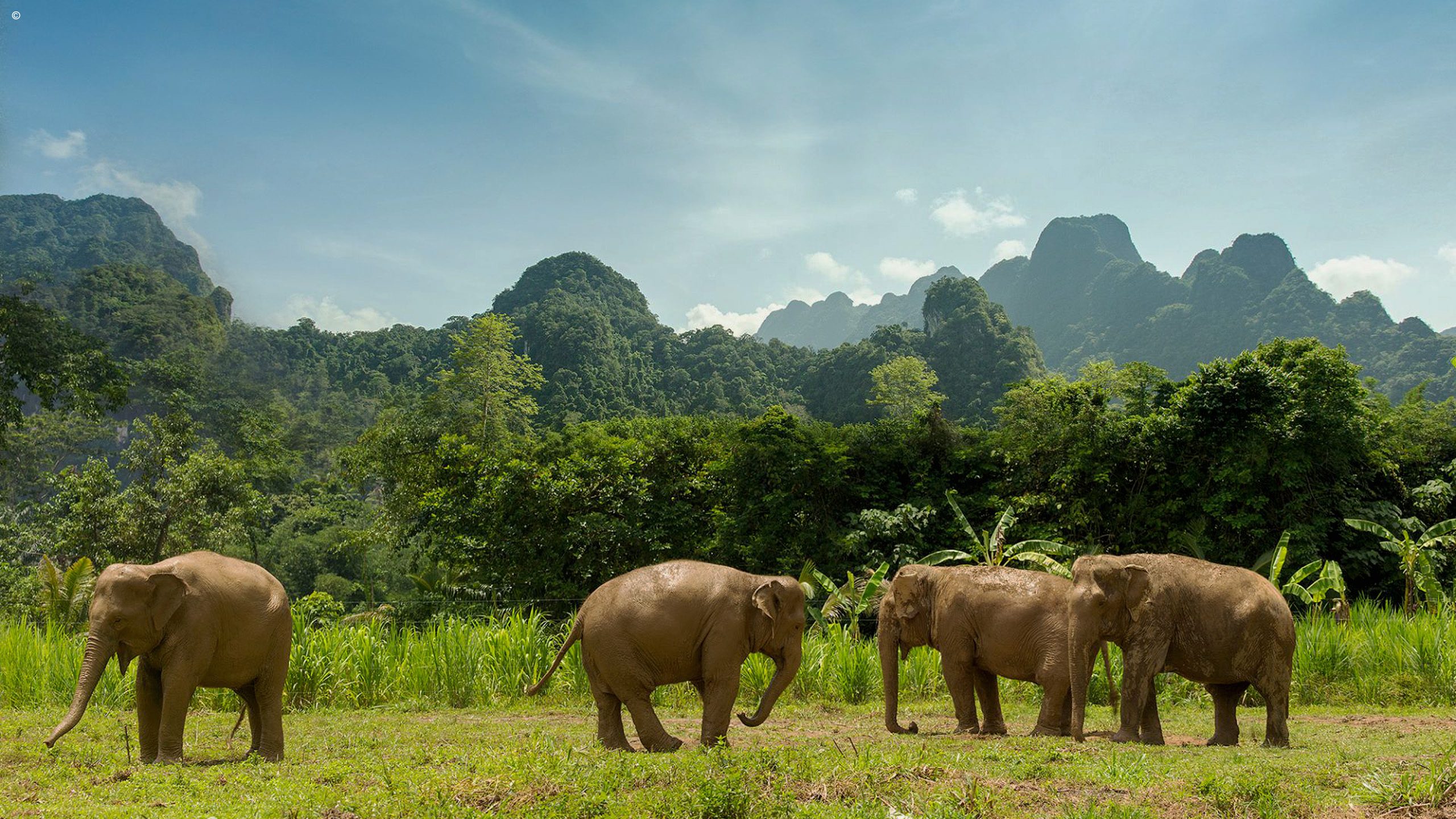 Elephant Hills