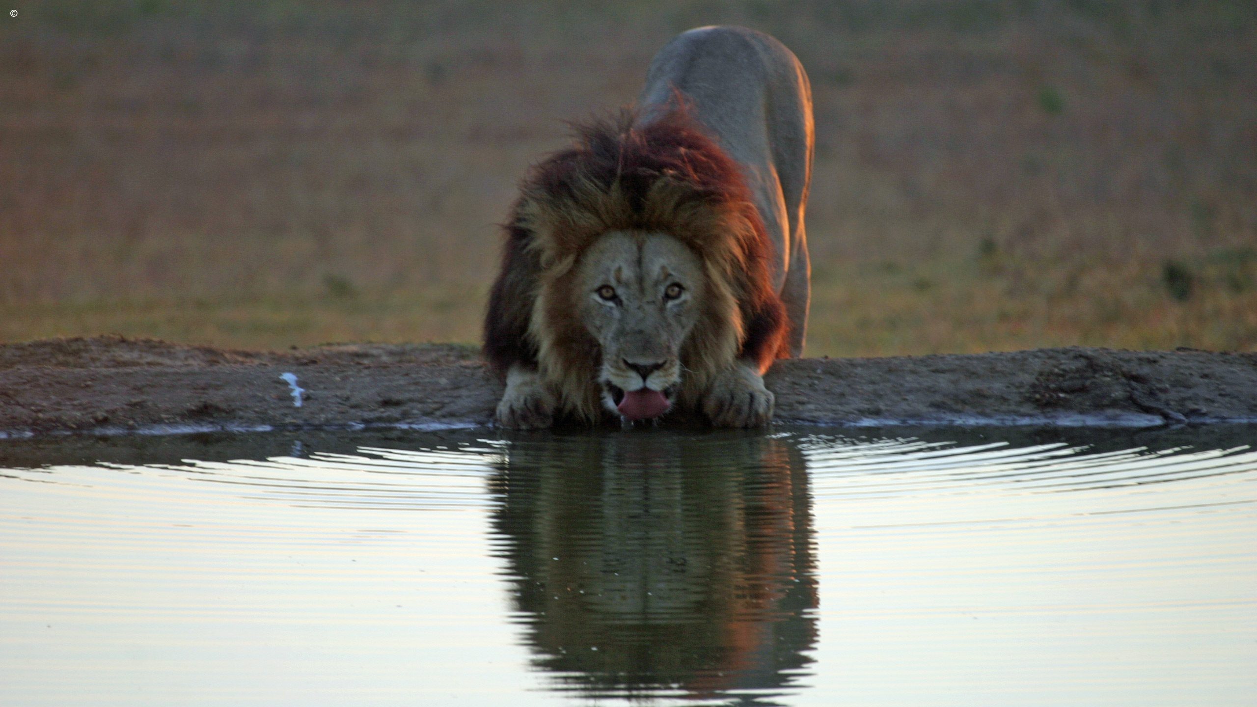 Addo Elephant Park