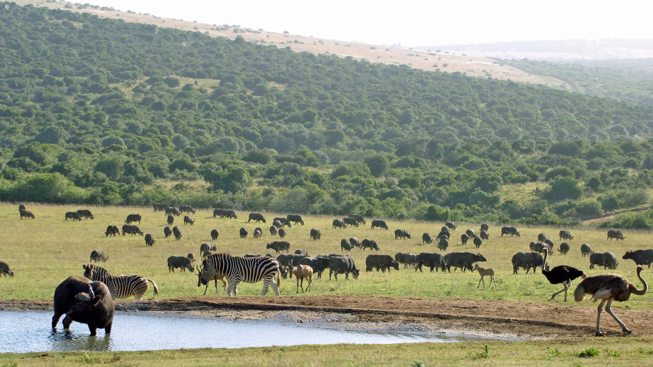 Addo Elephant Park