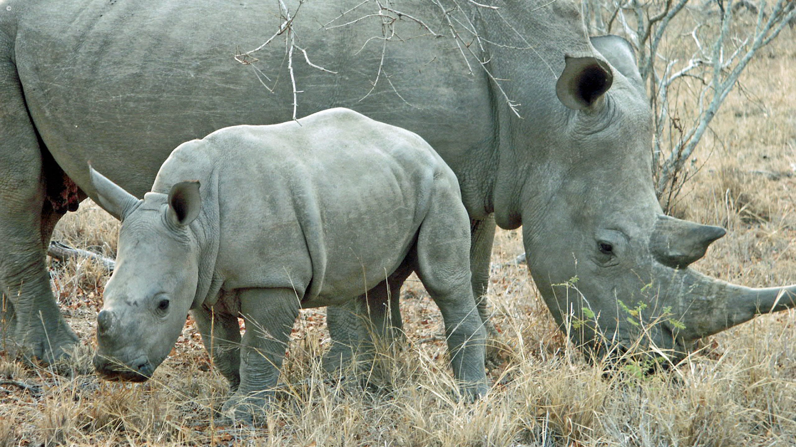 Shumbalala Game Lodge
