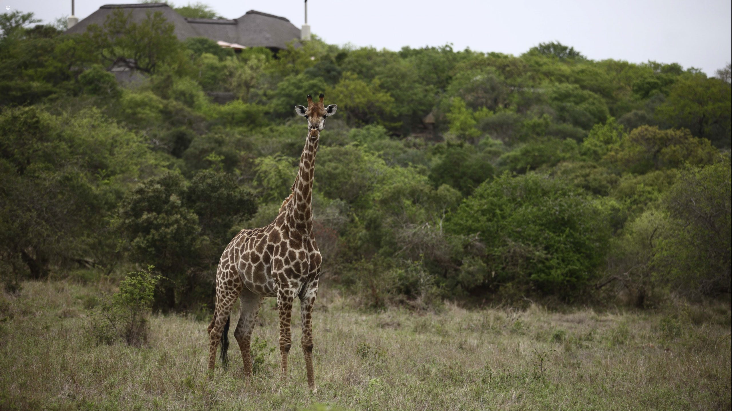 Phinda Mountain Lodge