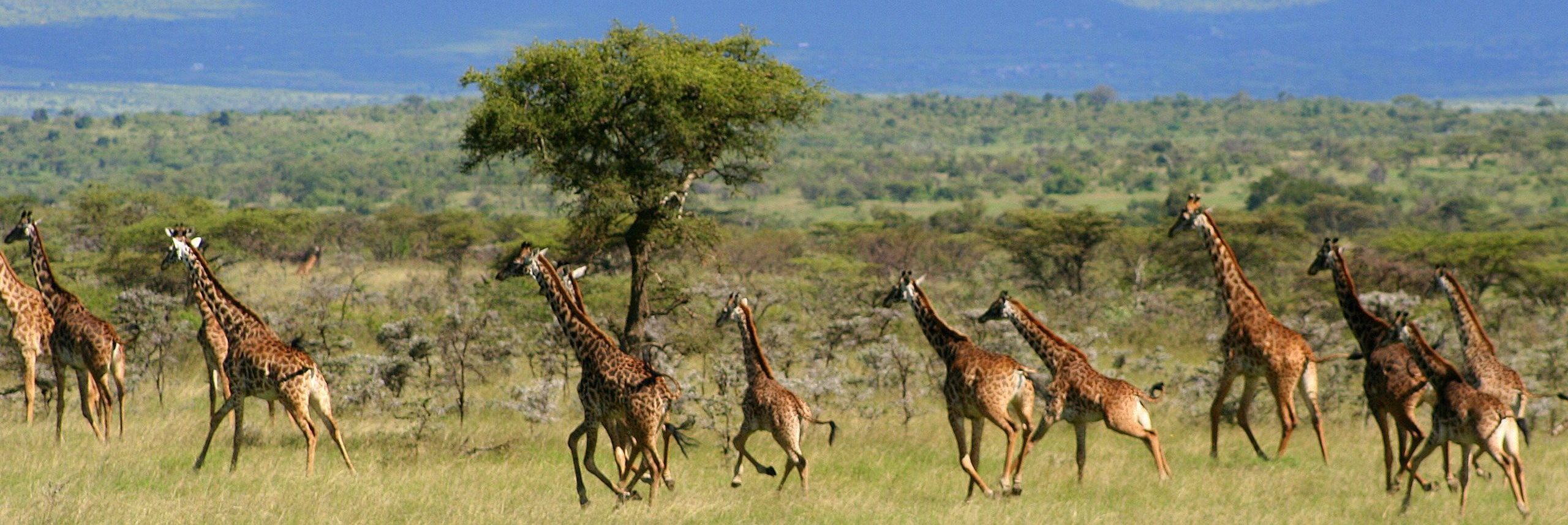 Naboisho Camp