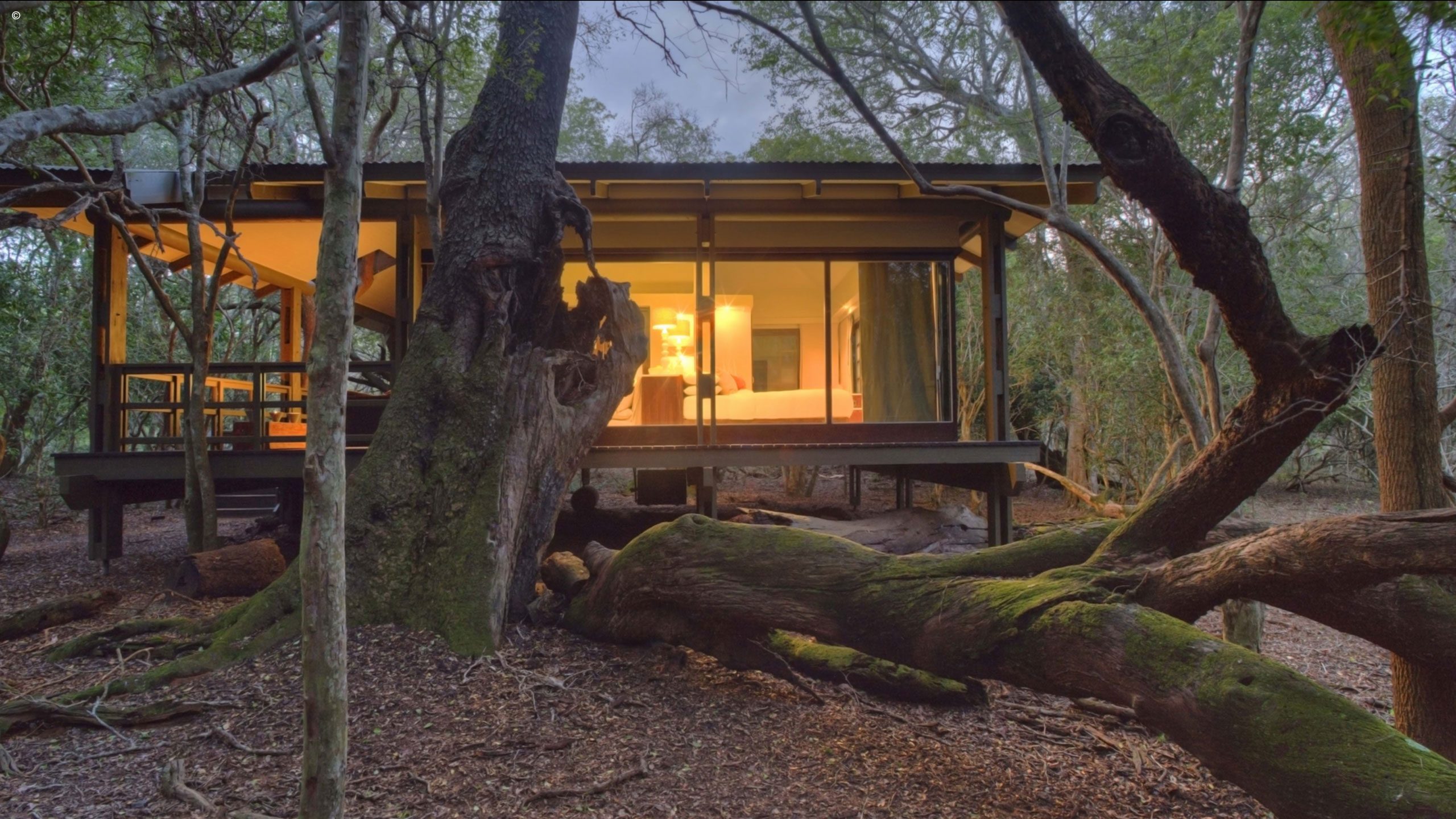 Phinda Forest Lodge
