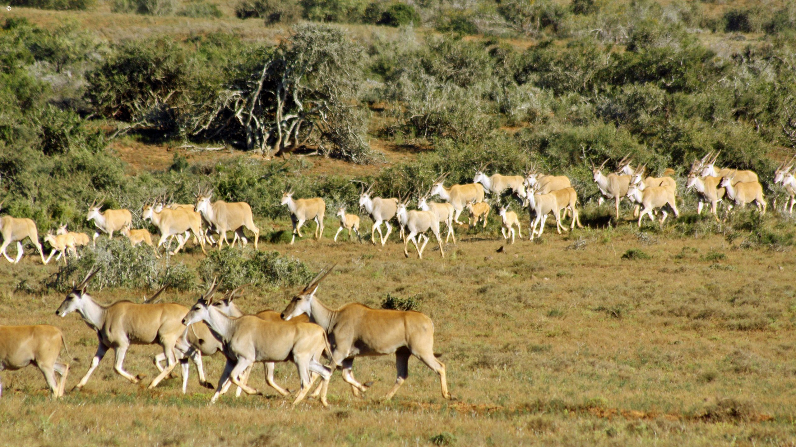 Addo Elephant Park