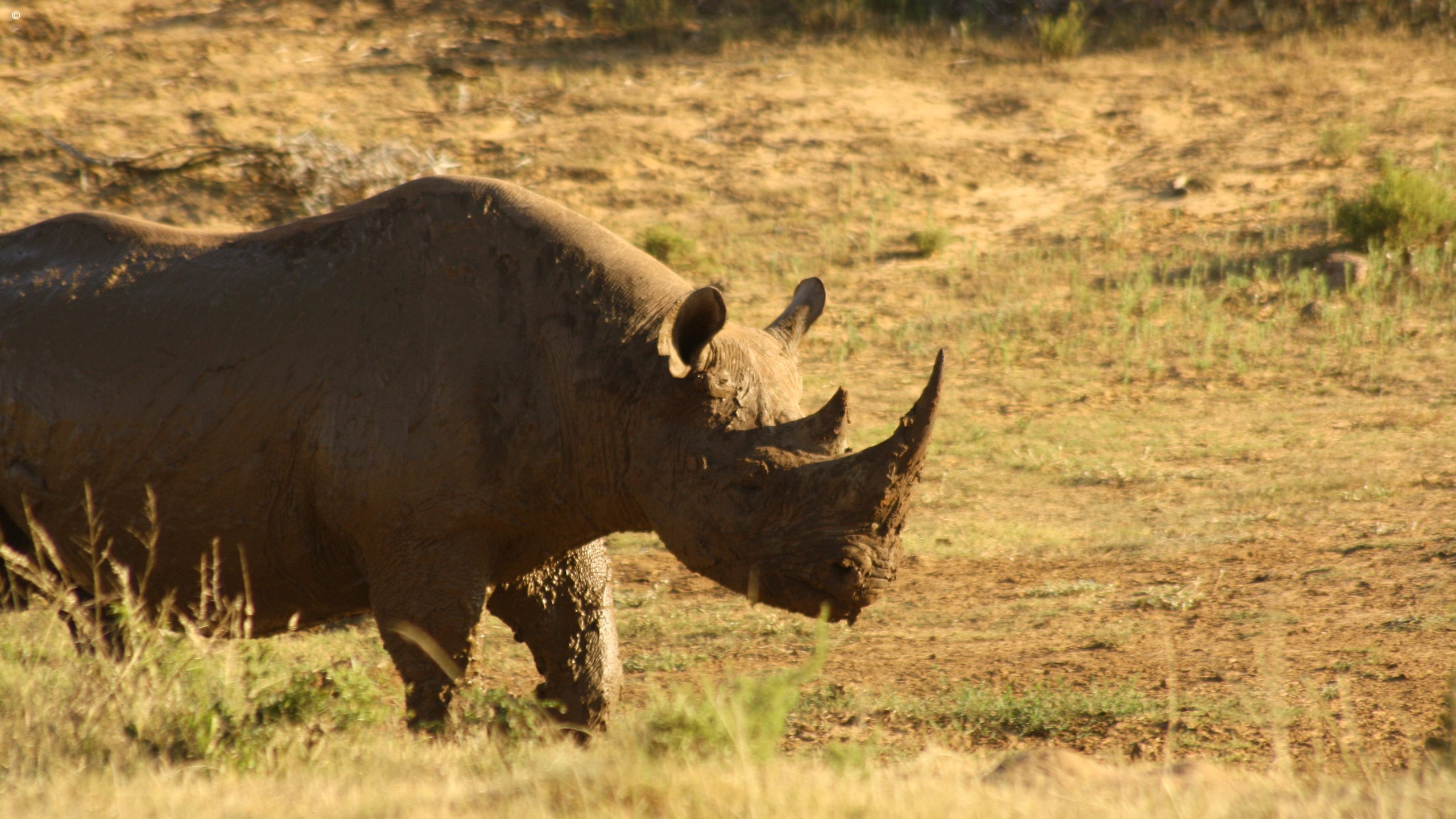 Addo Elephant Park