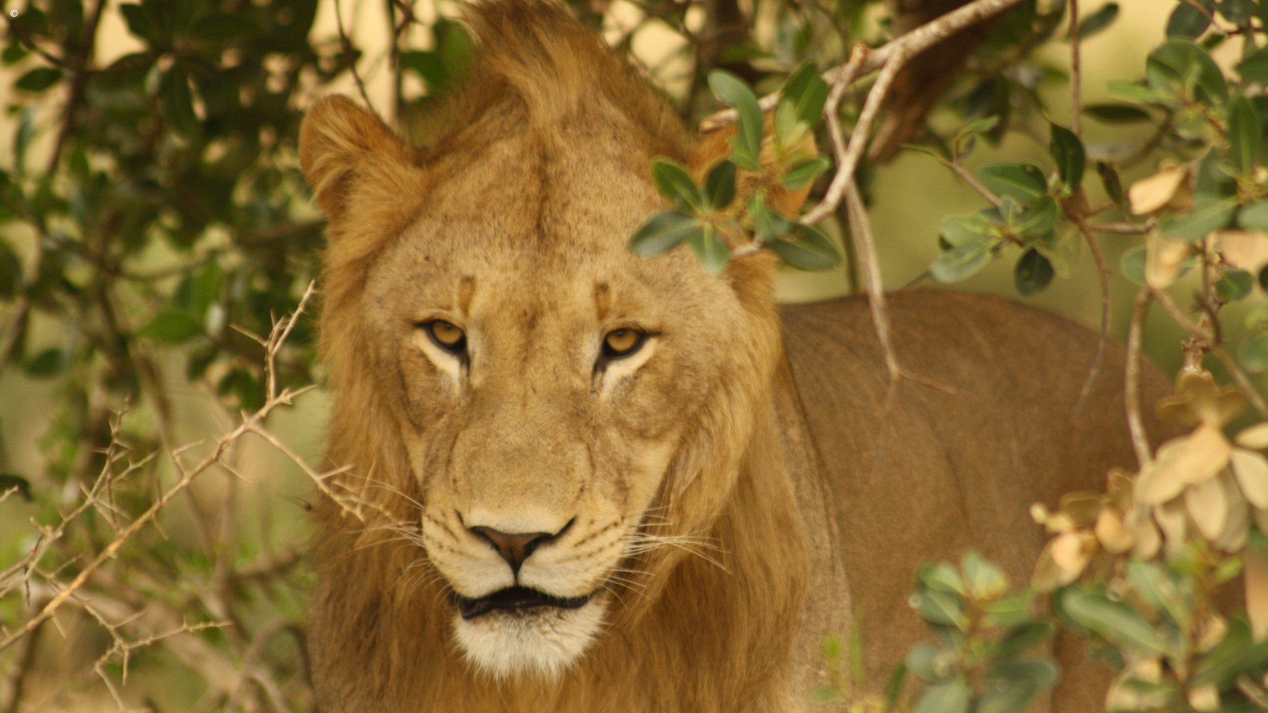 Addo Elephant Park