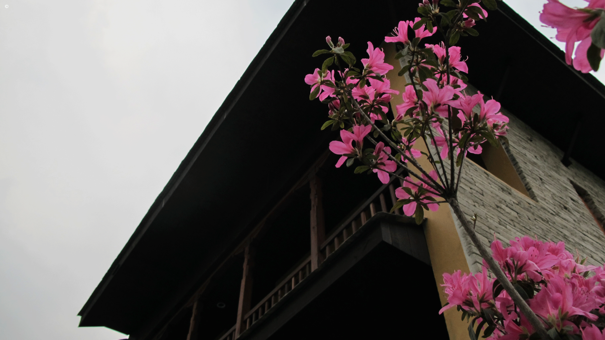 Temple Tree Resort and Spa