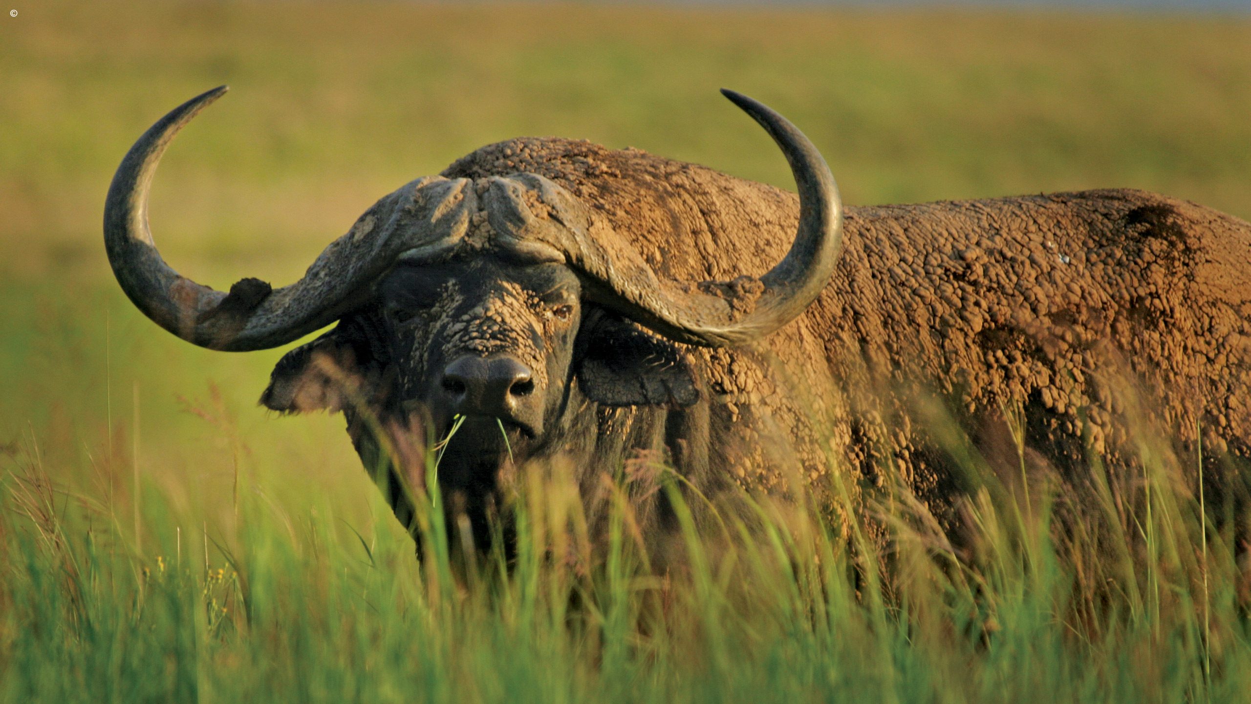 Addo Elephant Park