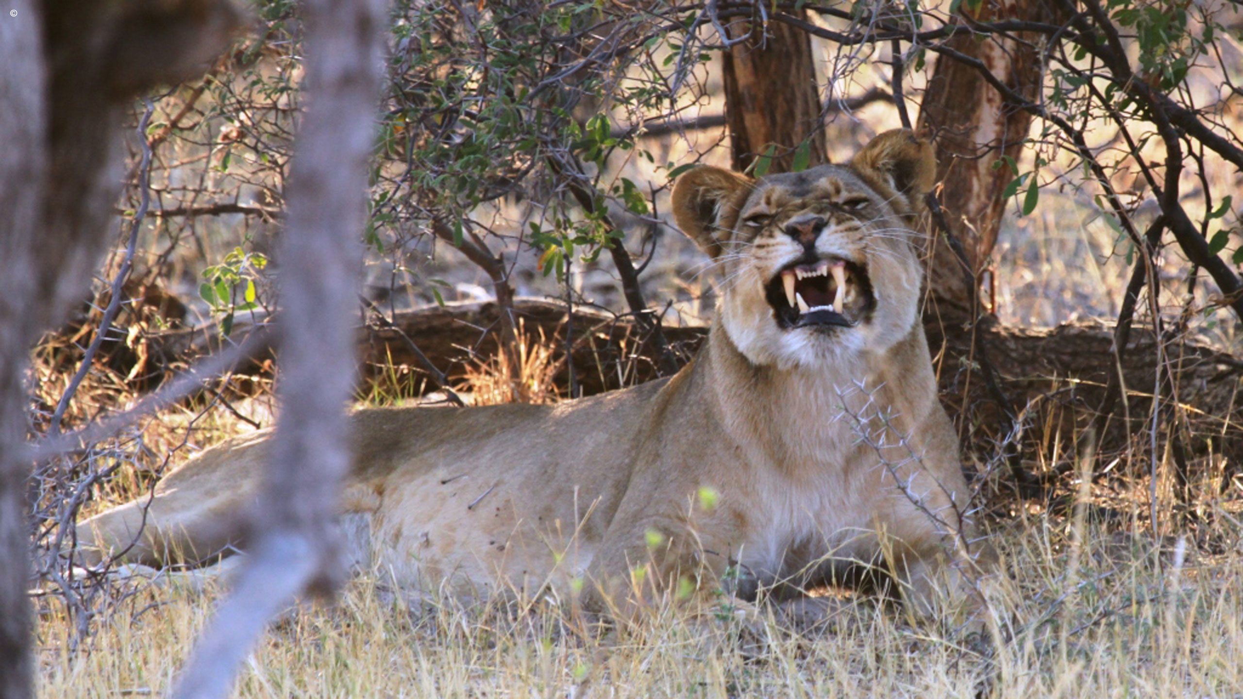 Bomani Tented Lodge