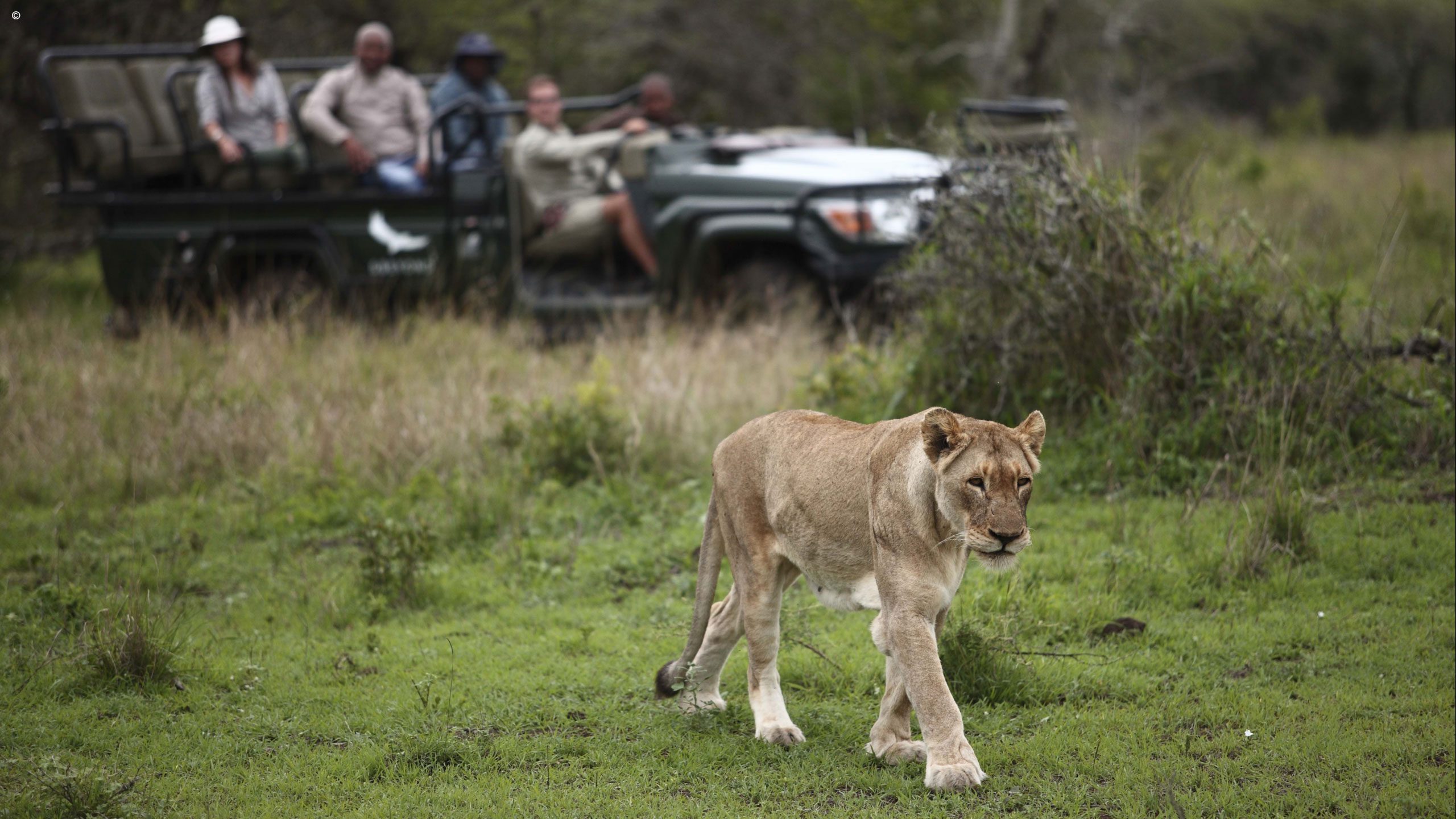 Phinda Mountain Lodge