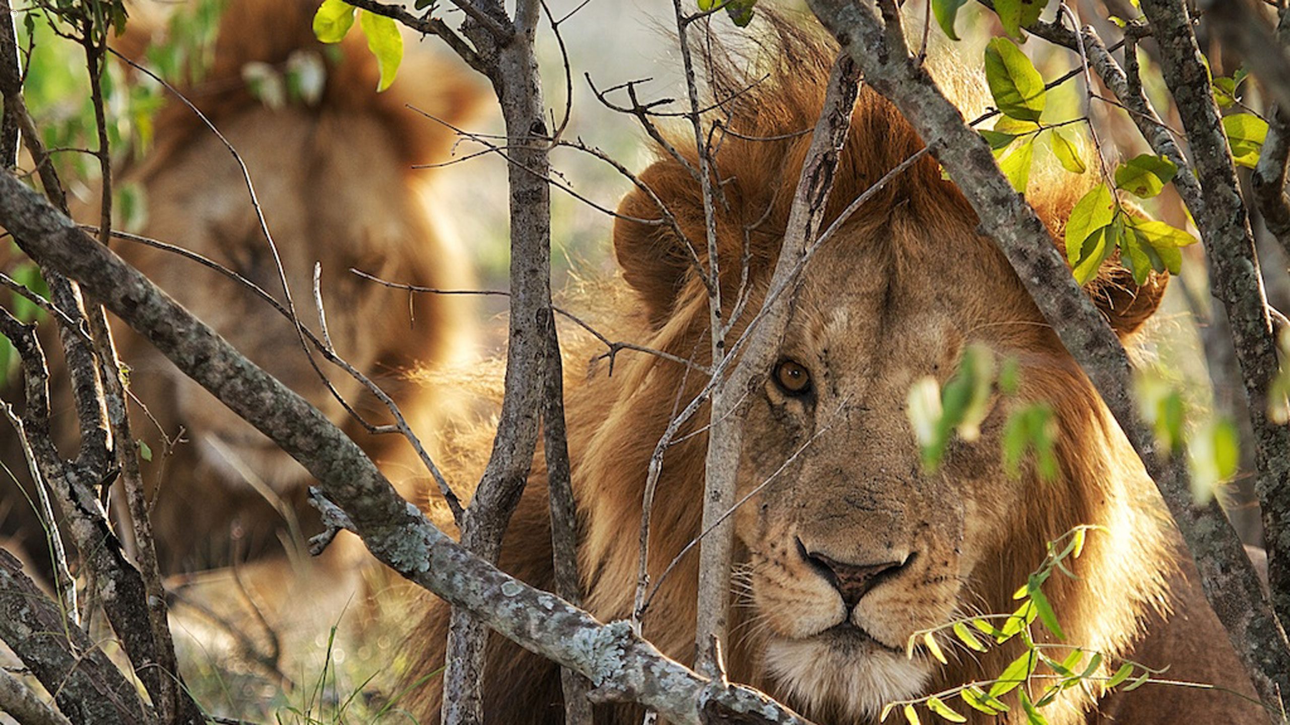 Serian Serengeti North