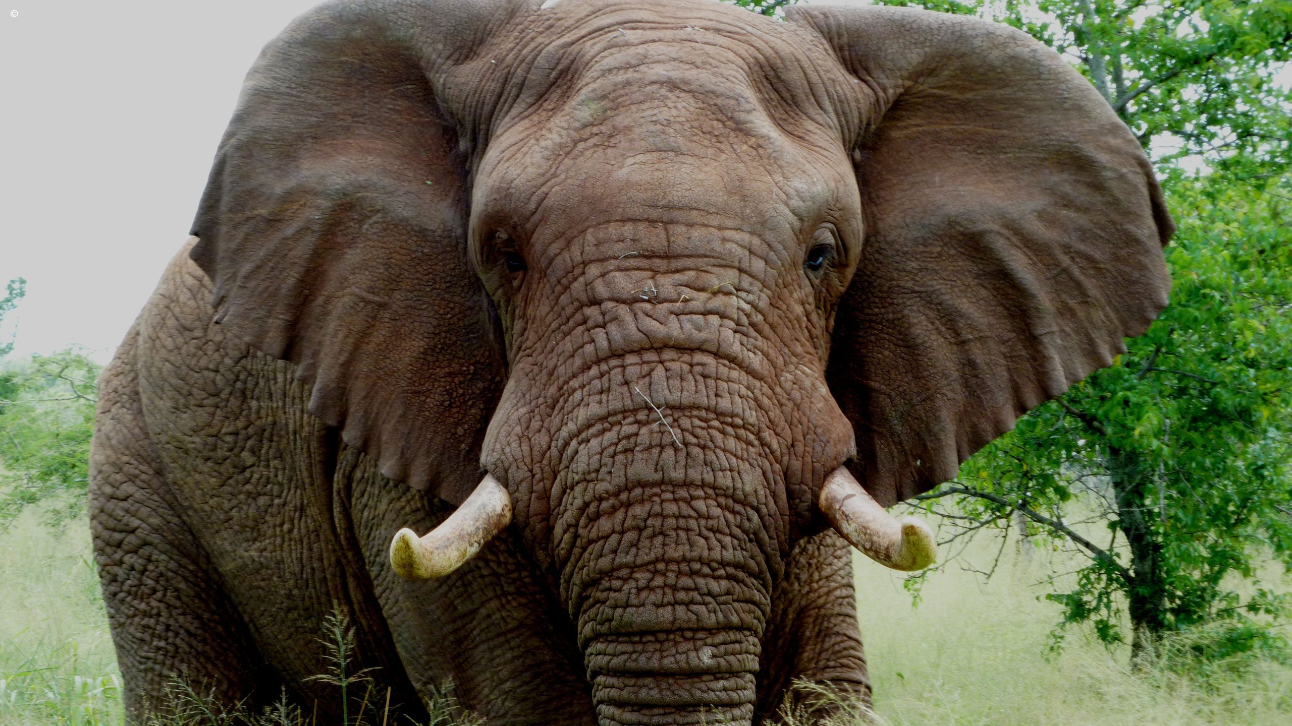 Thanda Private Game Reserve