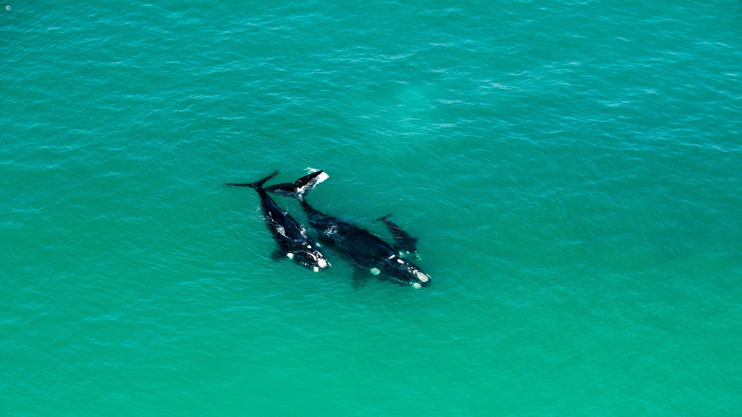 Morukuru Ocean House
