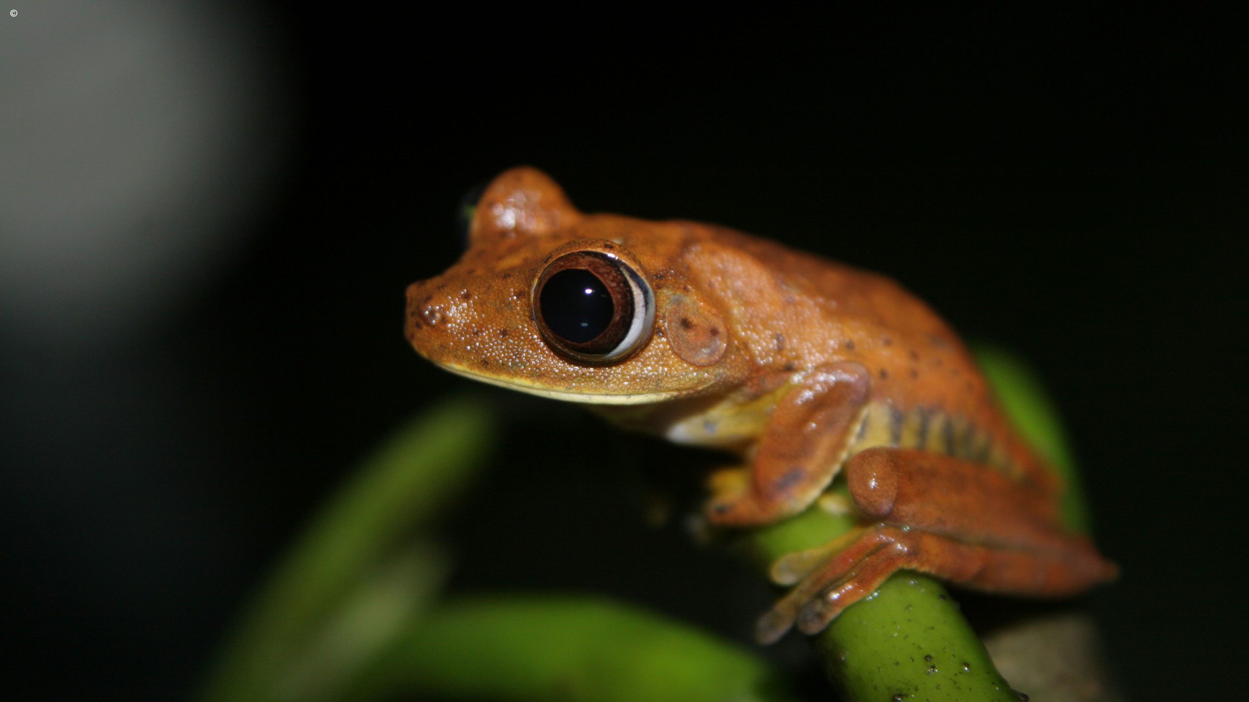 Napo Wildlife Centre