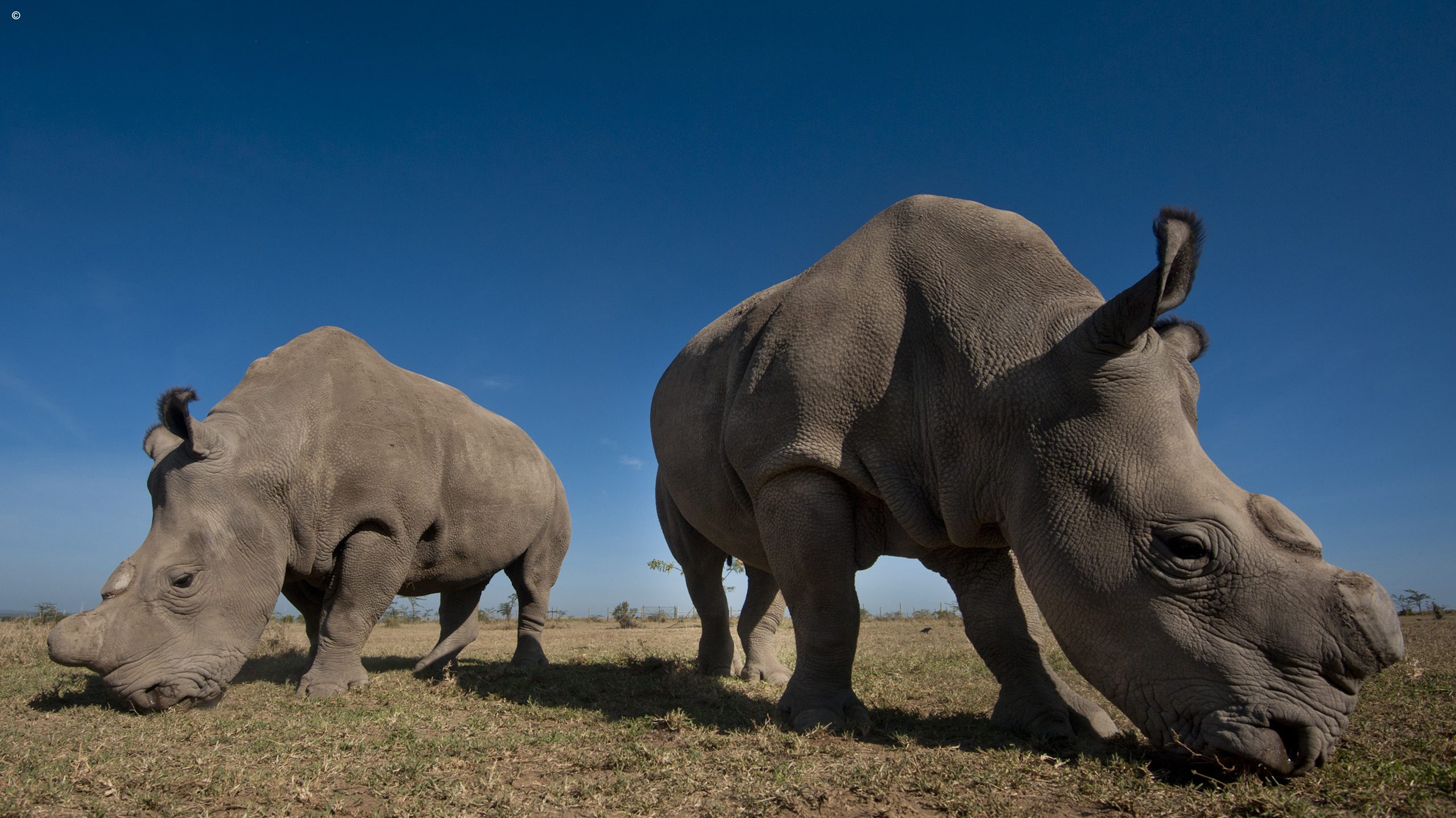 Ol Pejeta Bush Camp