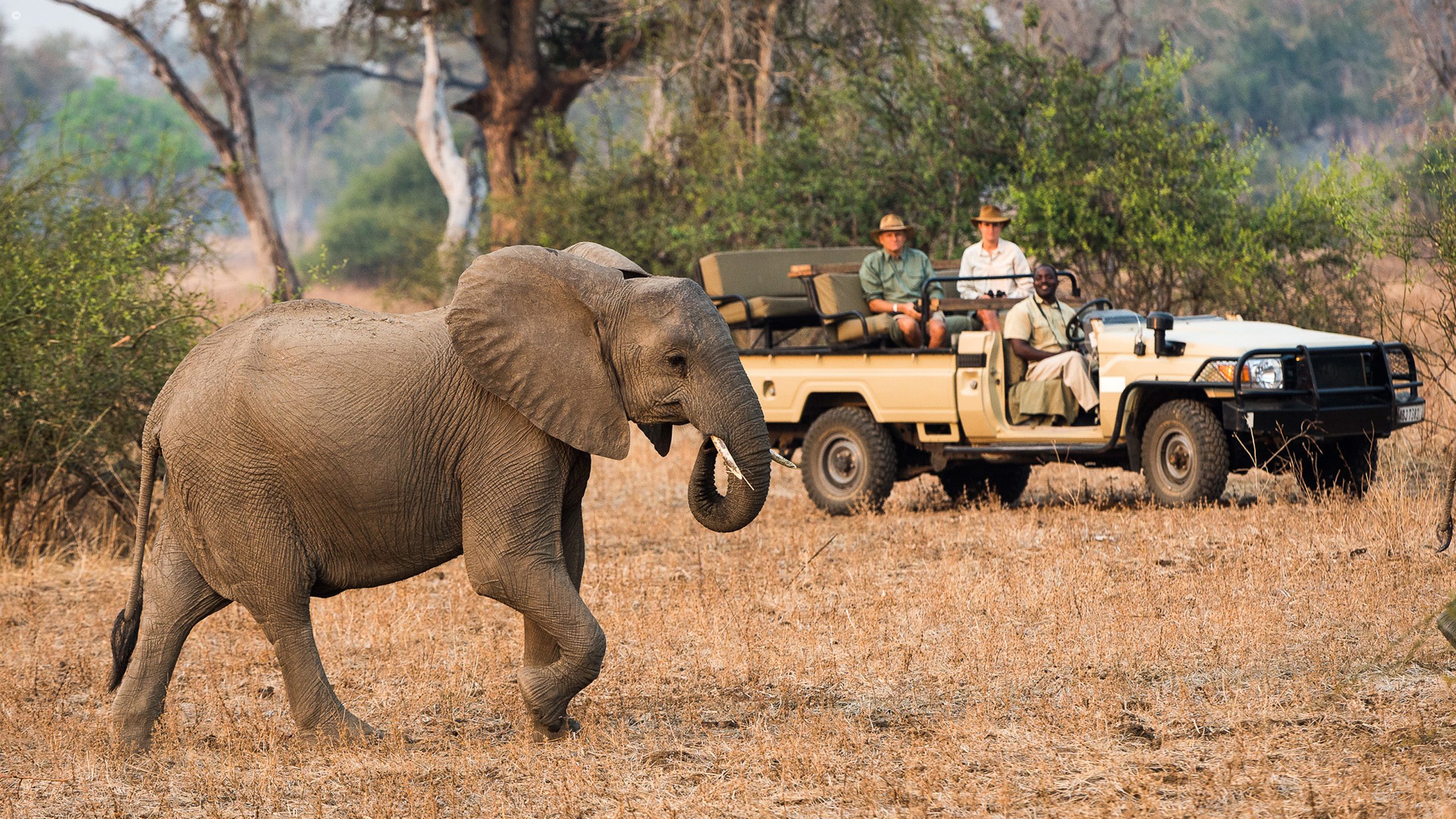 Game drive, Luangwa Bush Camping, South Luangwa National Park, Zambia