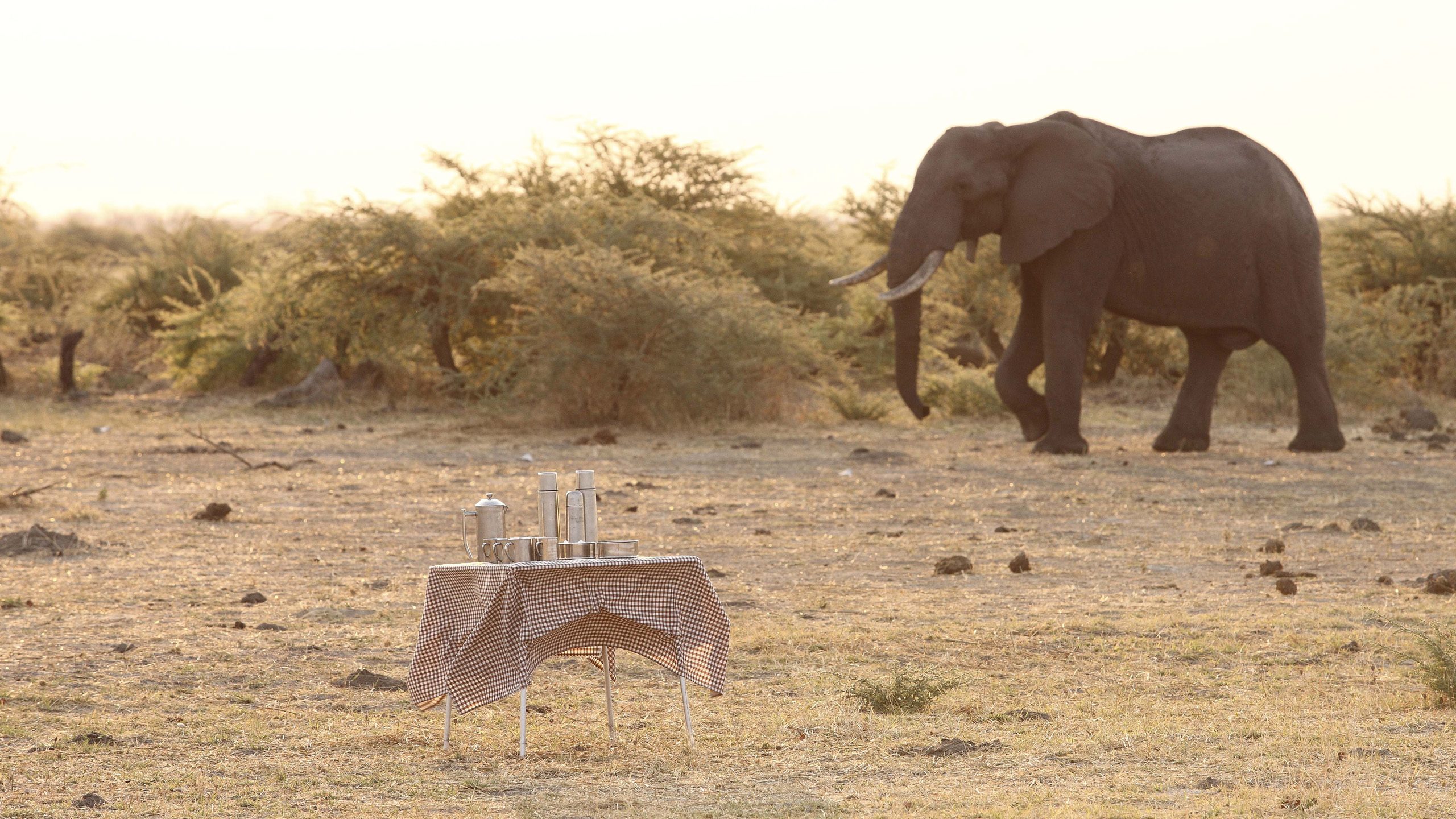 Chobe Under Canvas