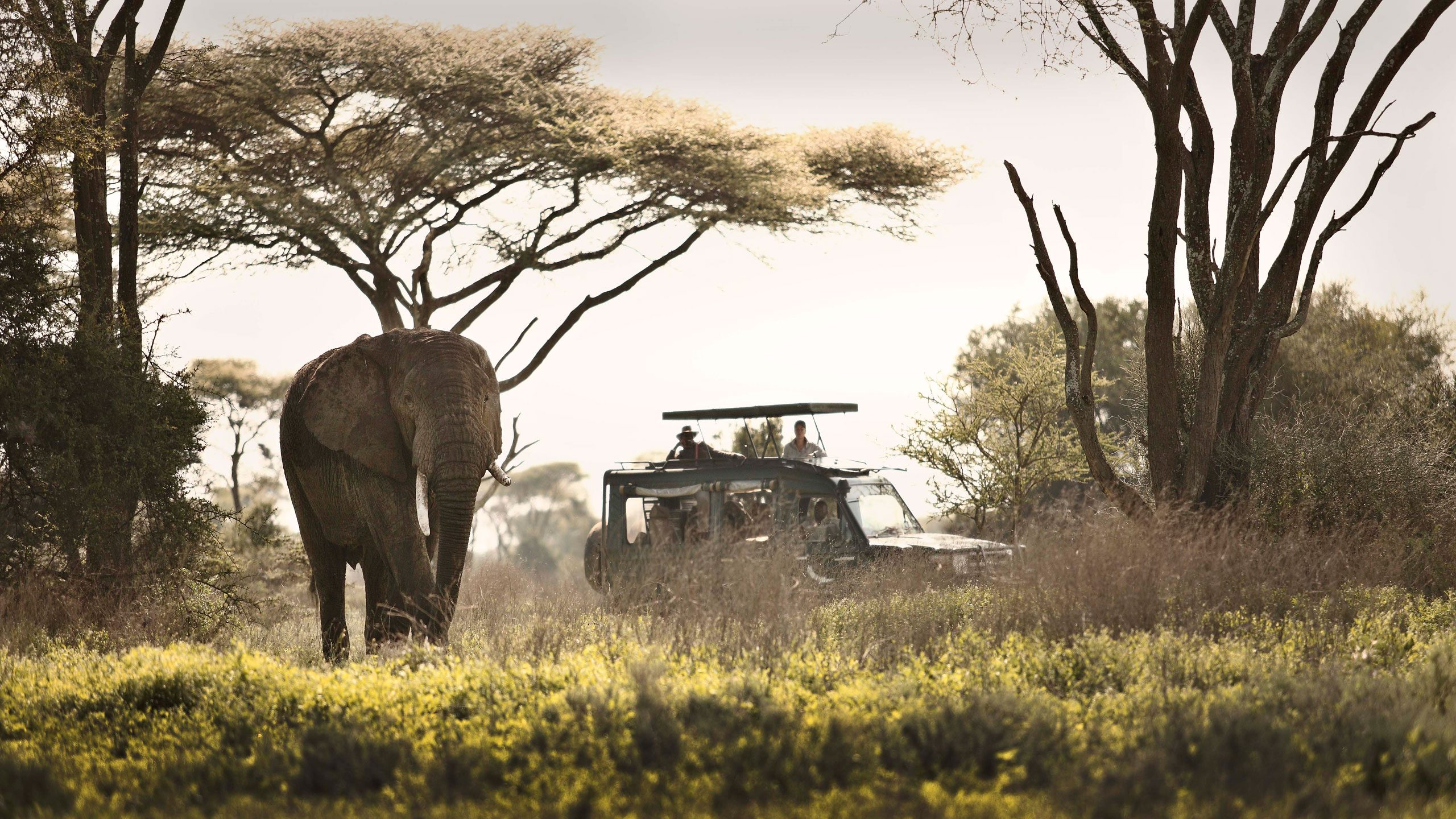 Serengeti Under Canvas
