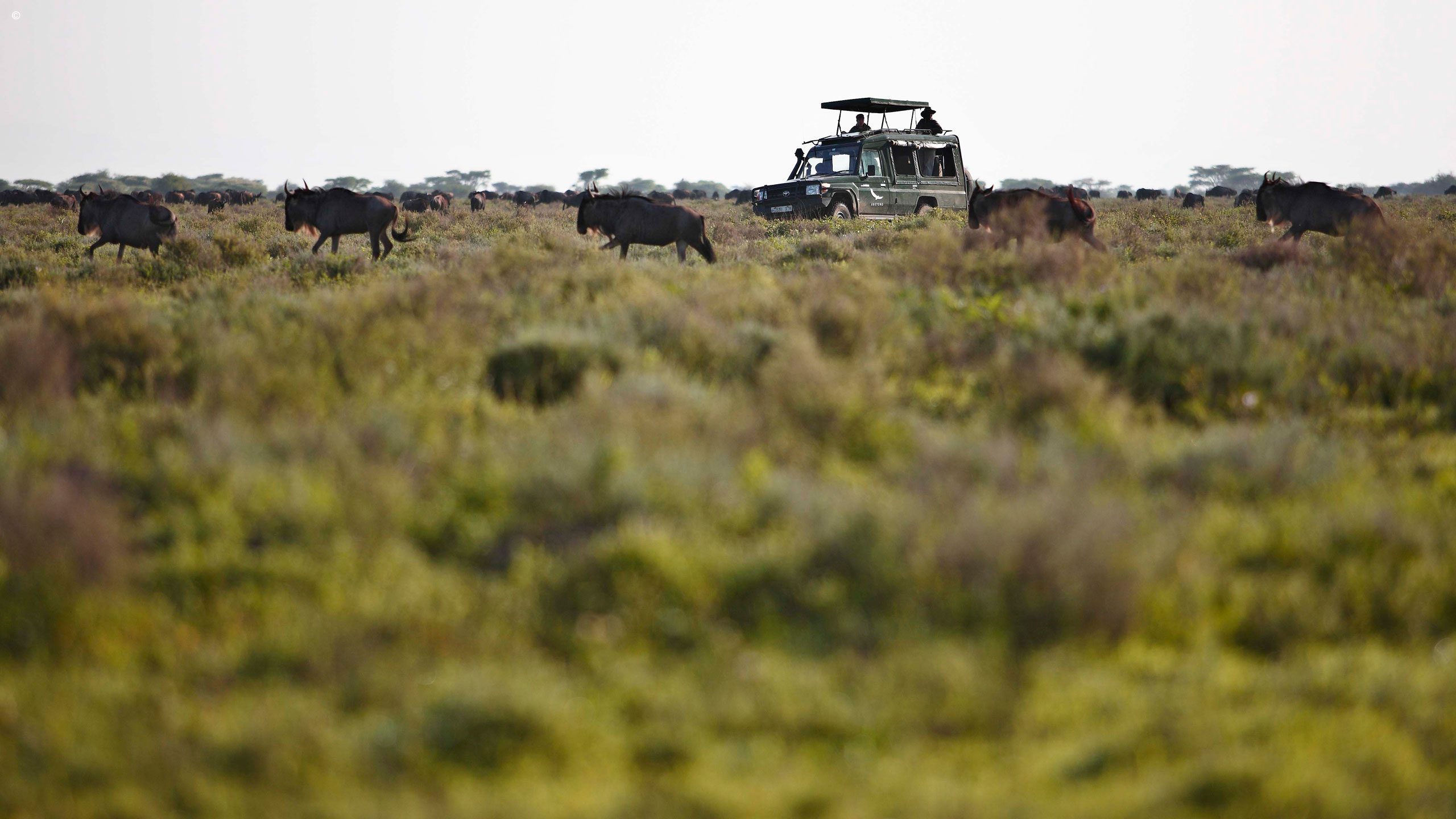 Serengeti Under Canvas
