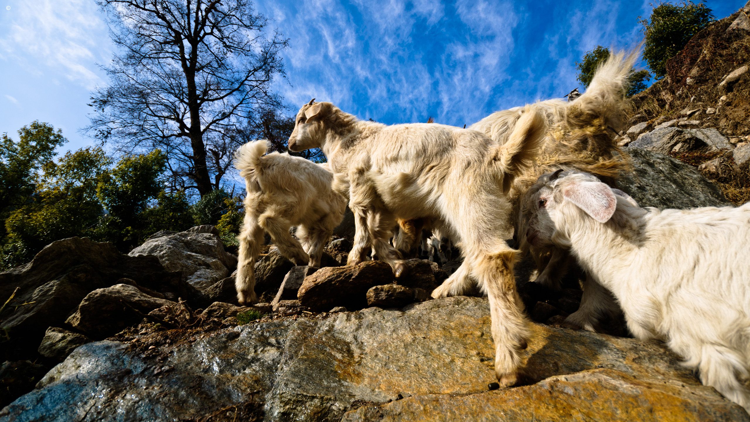 Shakti Kumaon Village Walks