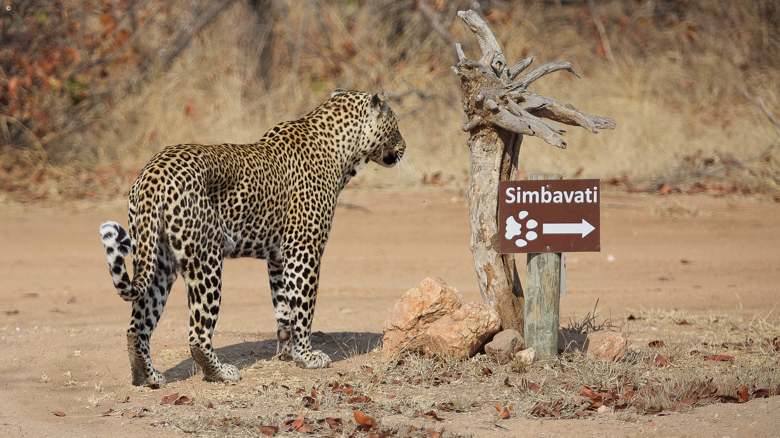 Simbavati River Lodge