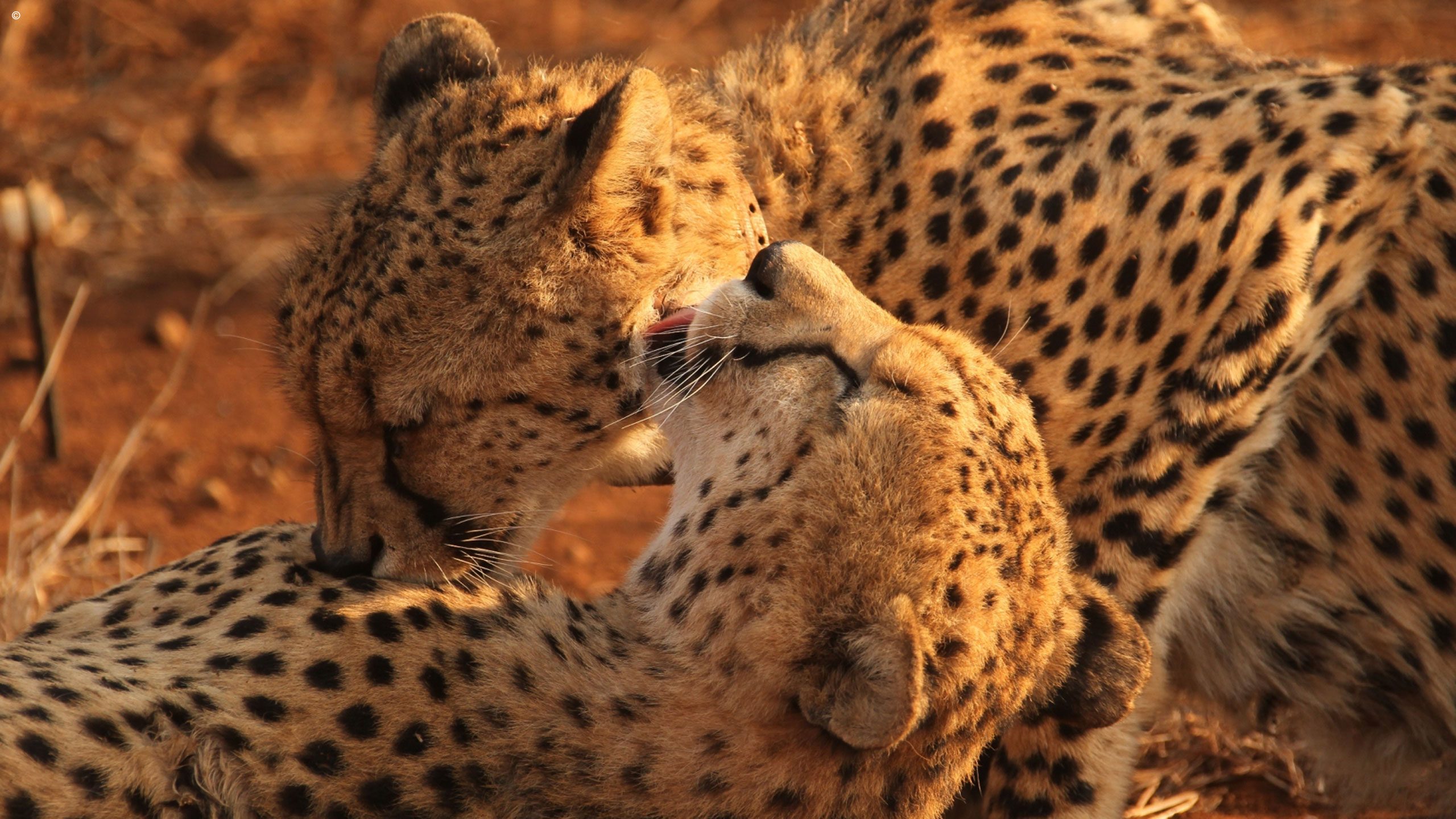 Thanda Private Game Reserve
