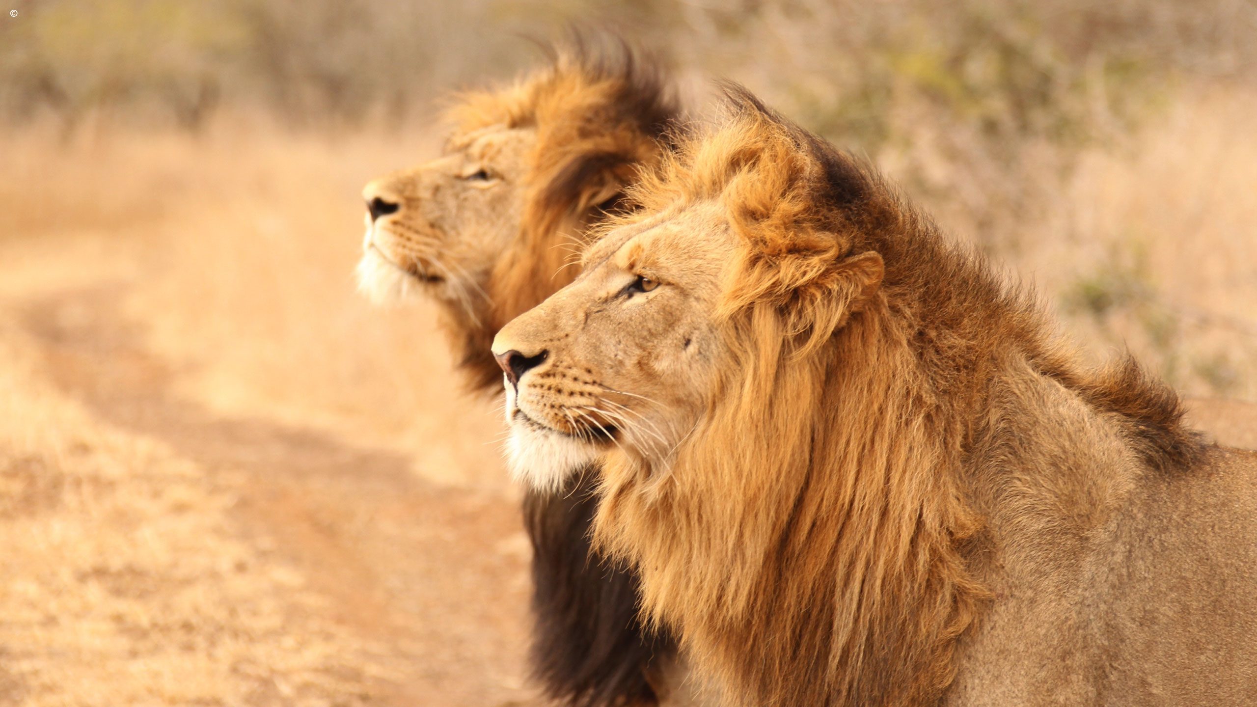 Thanda Private Game Reserve