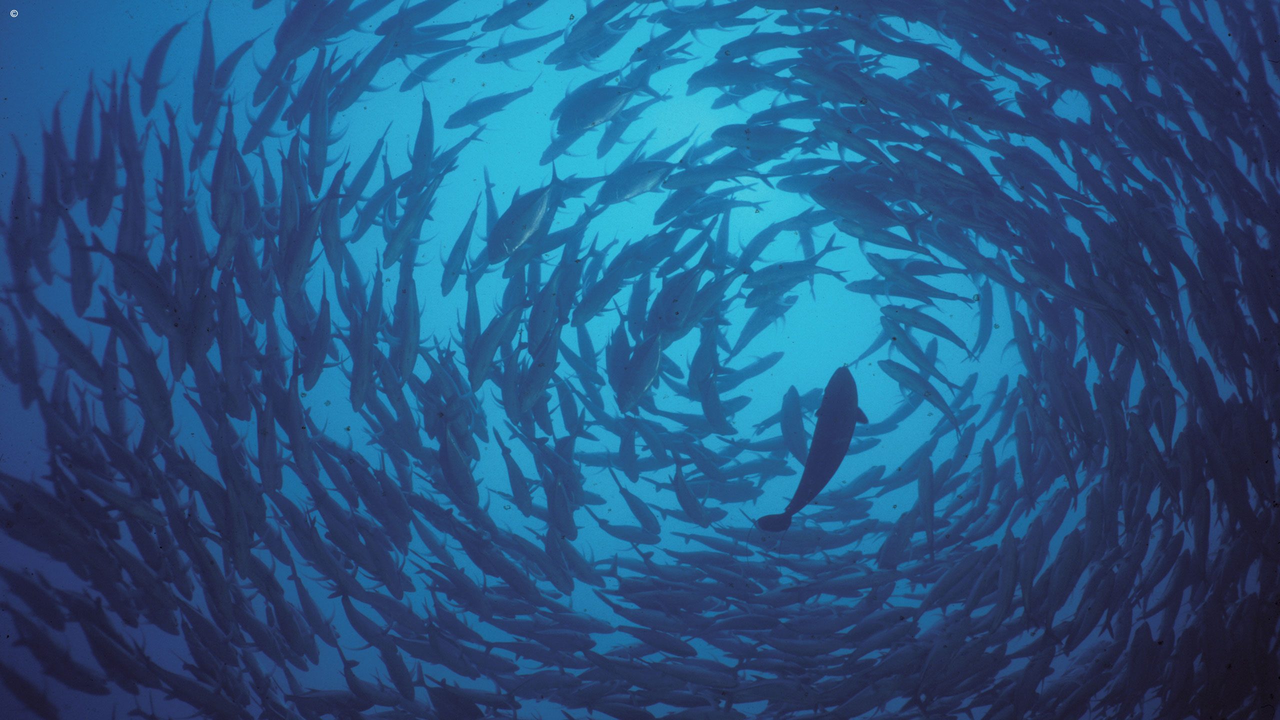 Tiger Blue