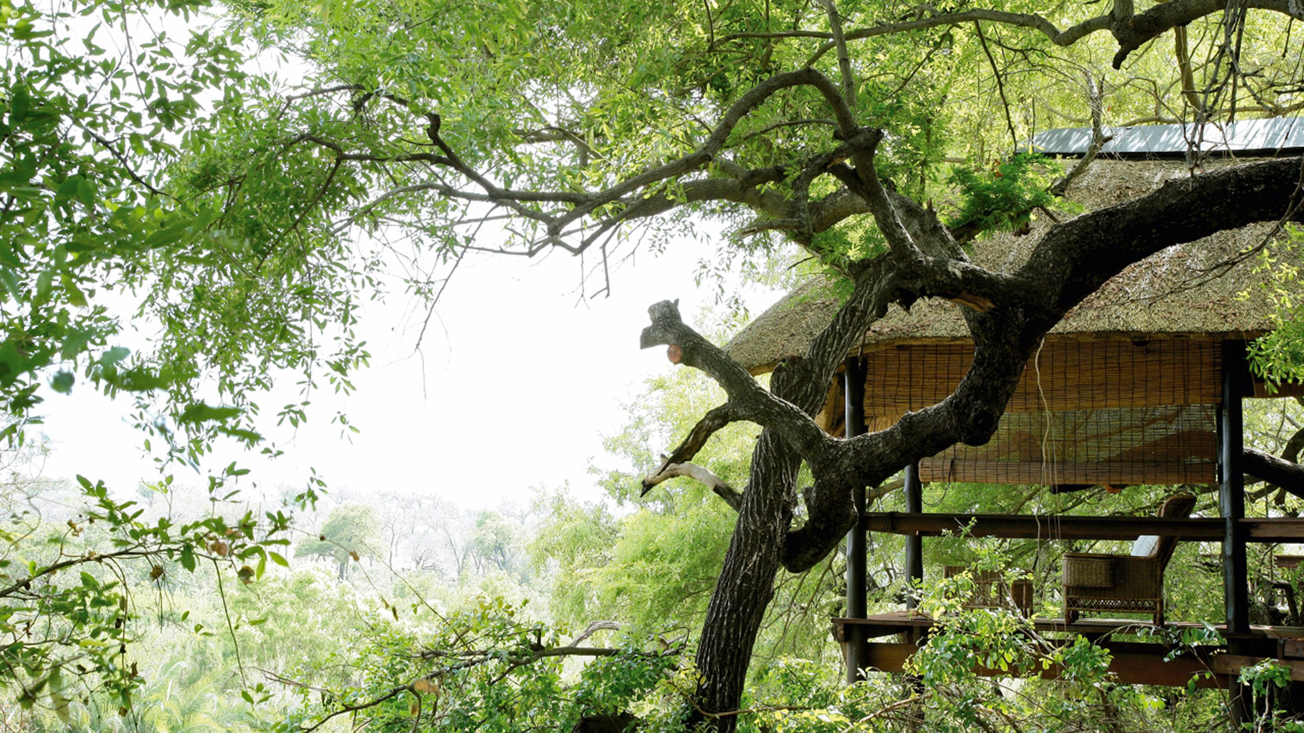 Tree Camp
