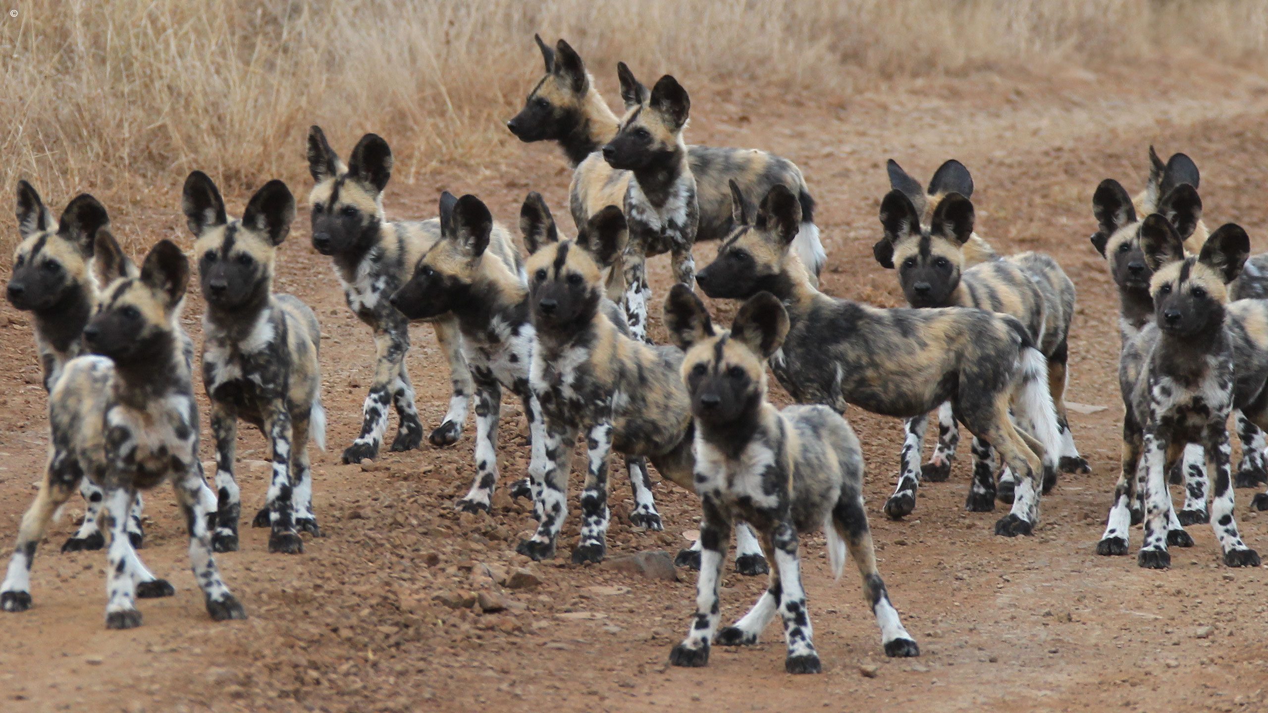 Thanda Private Game Reserve