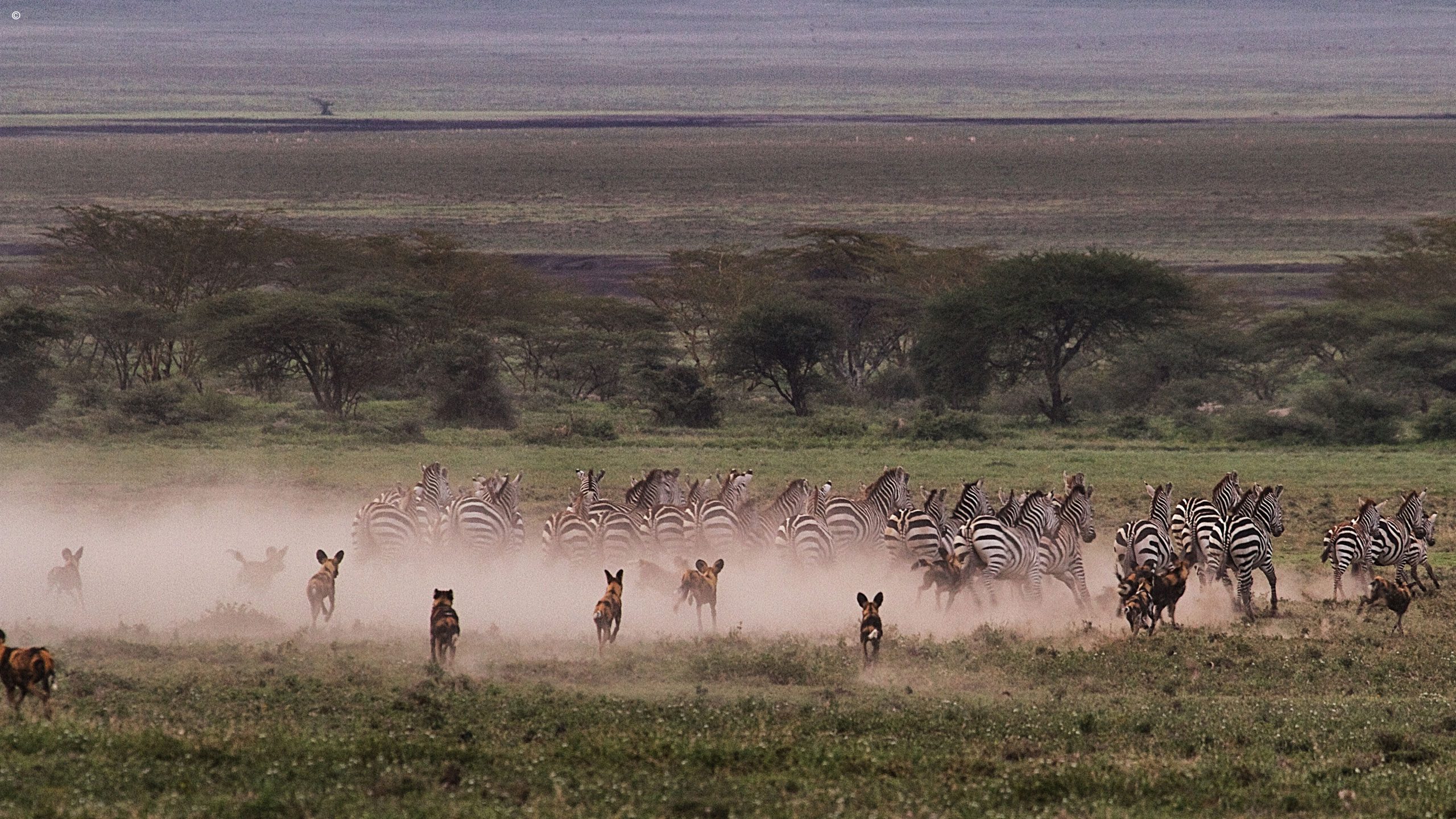 Serian Serengeti South