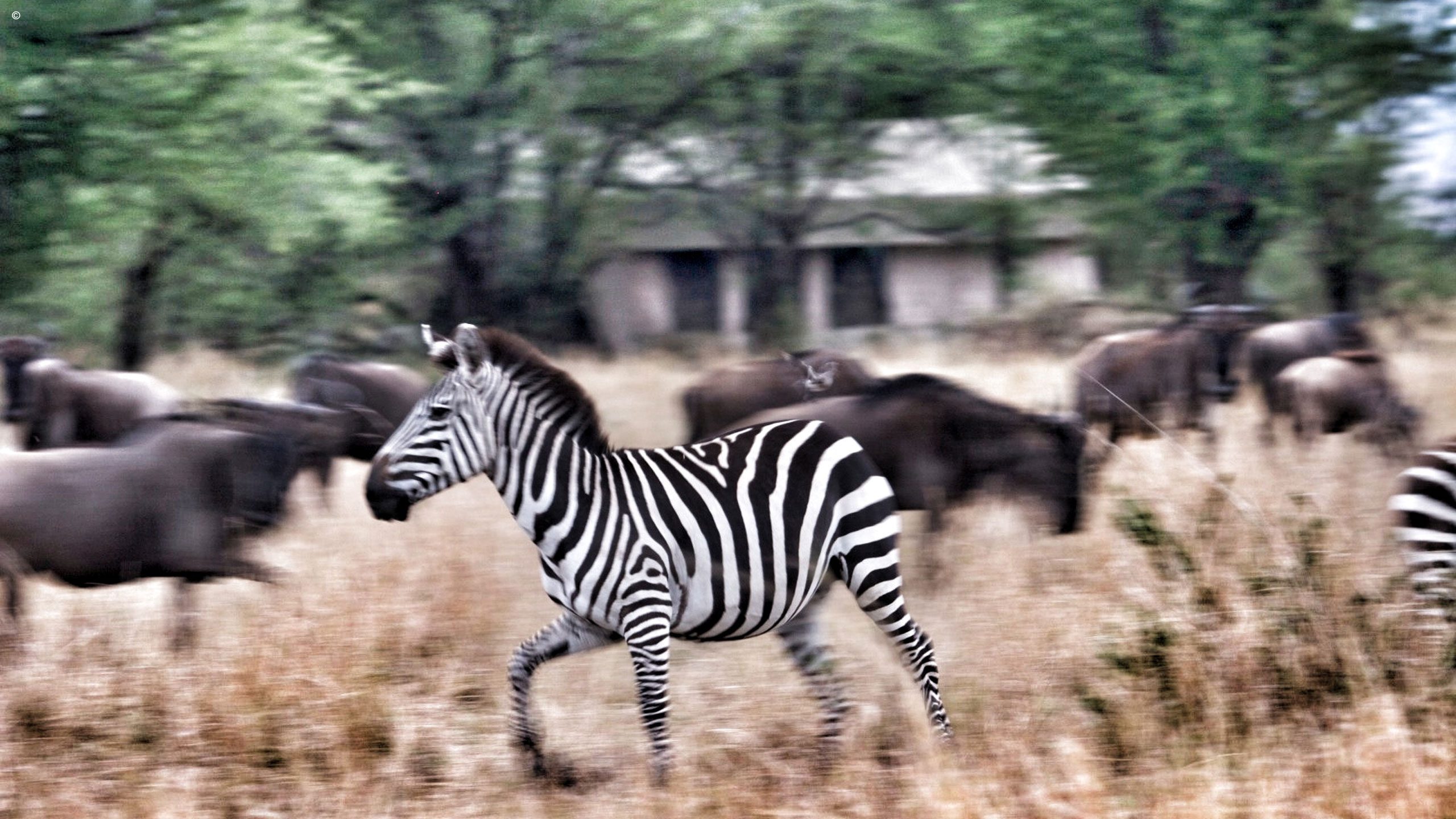Serian Serengeti North