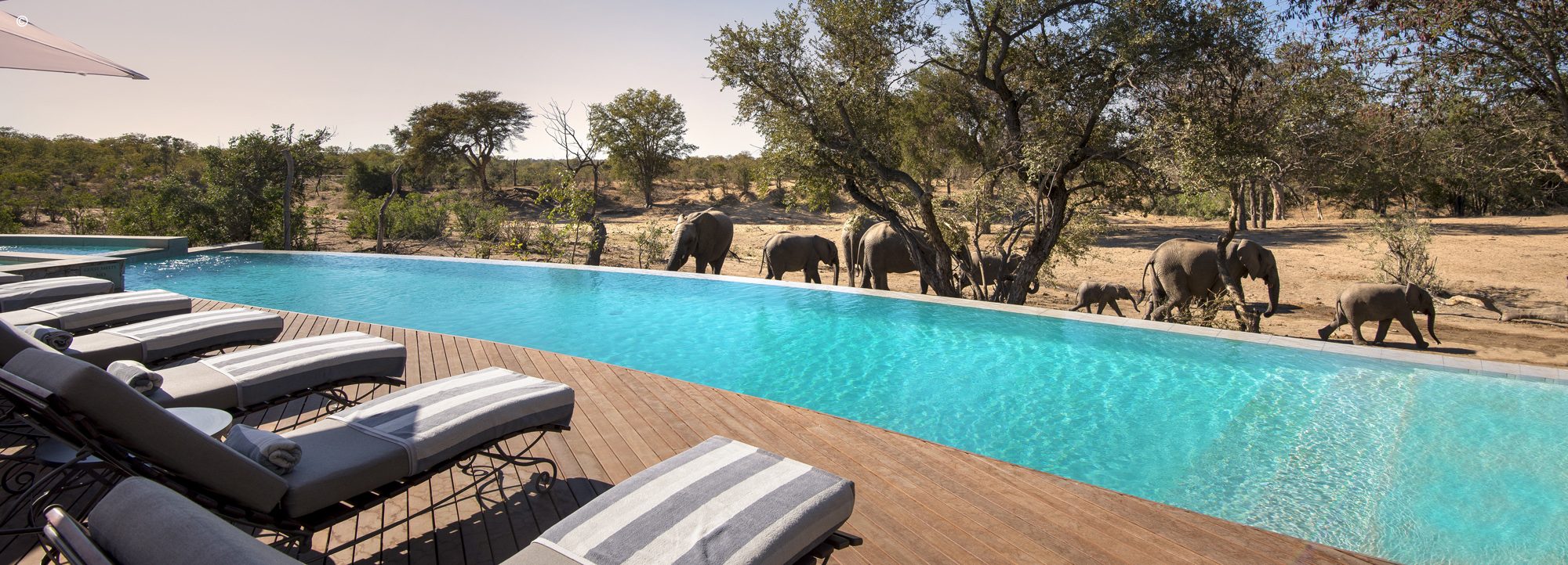 Ngala Safari Lodge