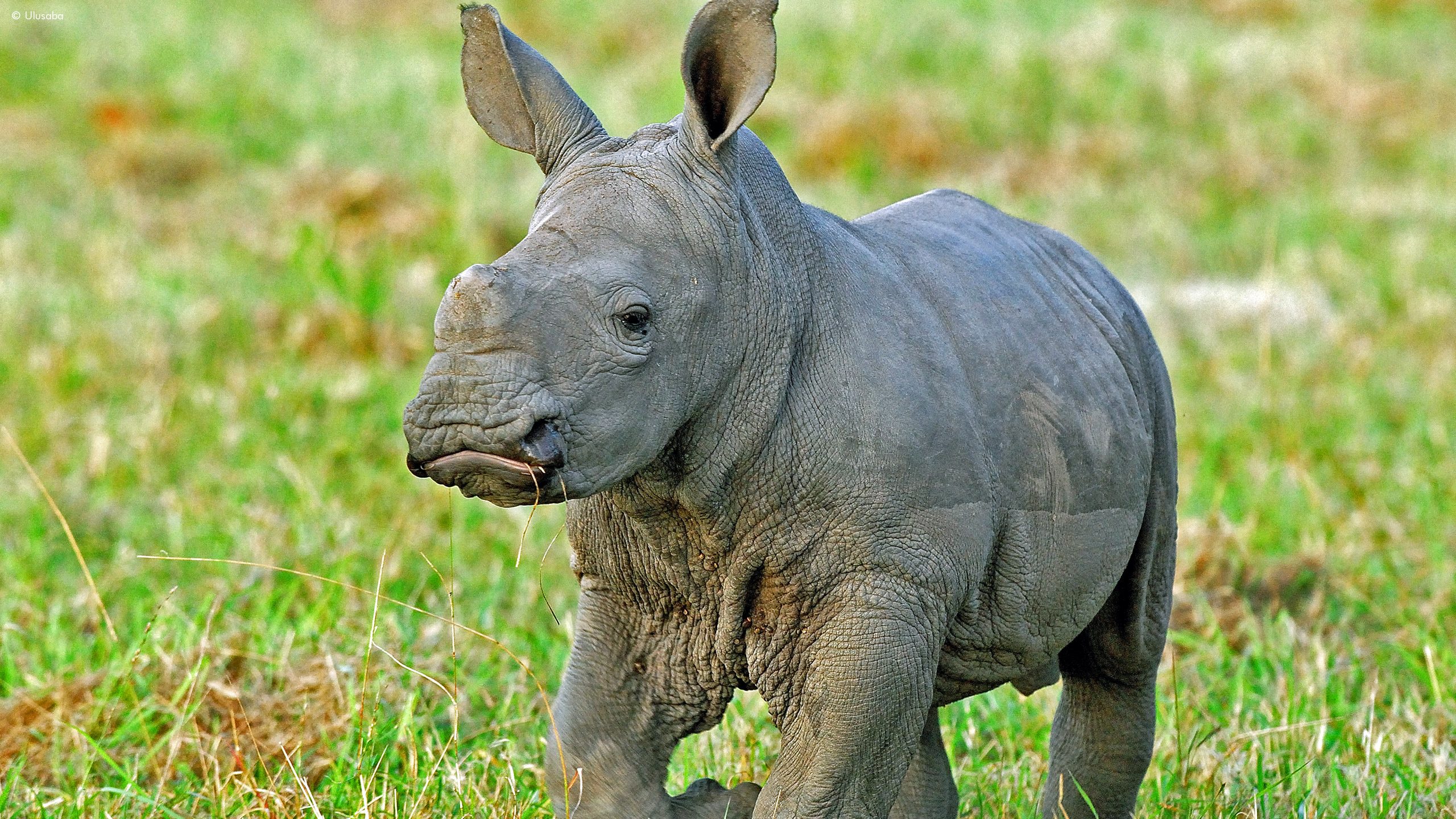 Ulusaba