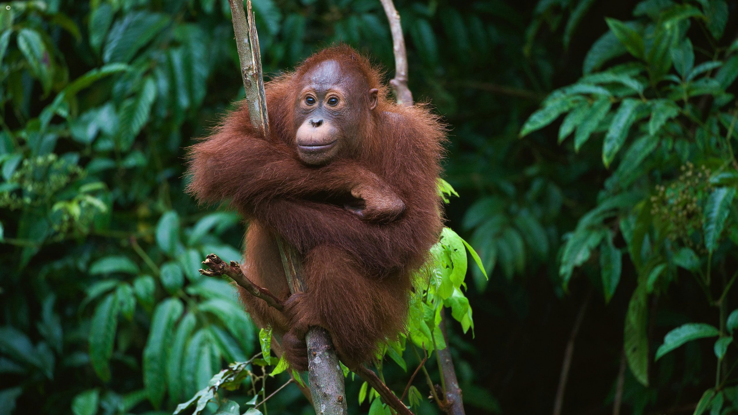 Rimba Lodge
