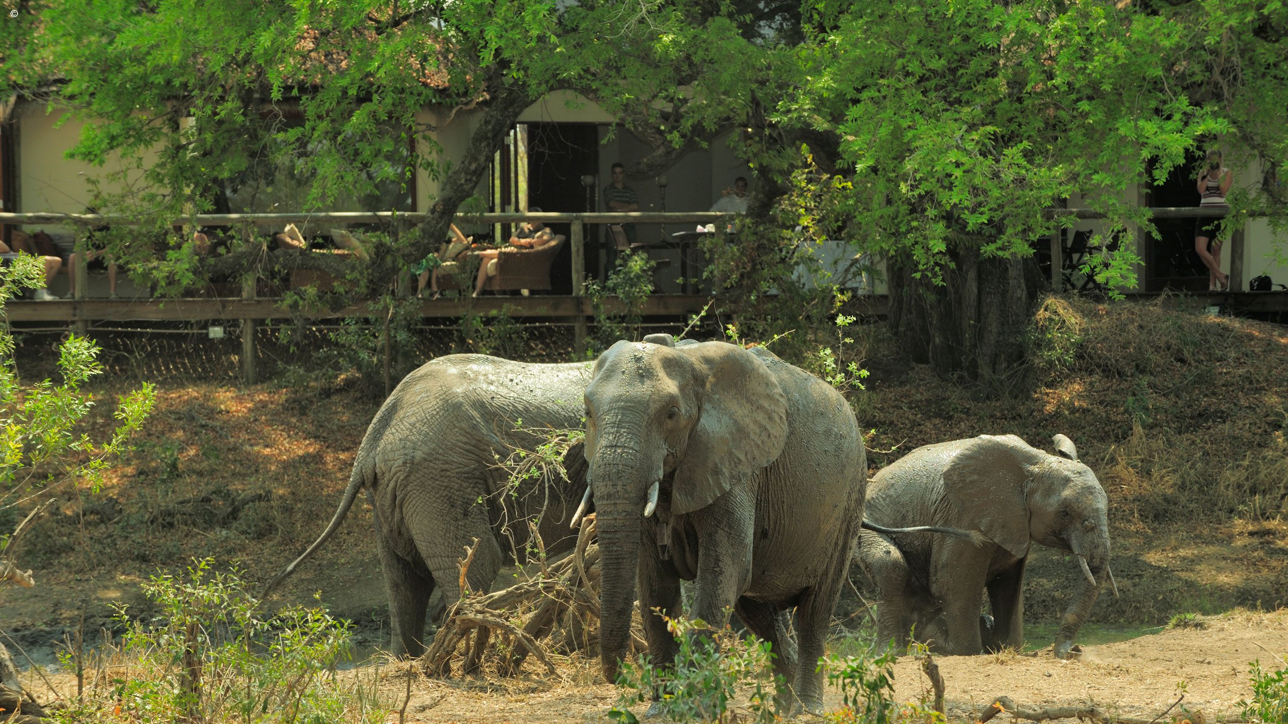 Tintswalo Safari Lodge