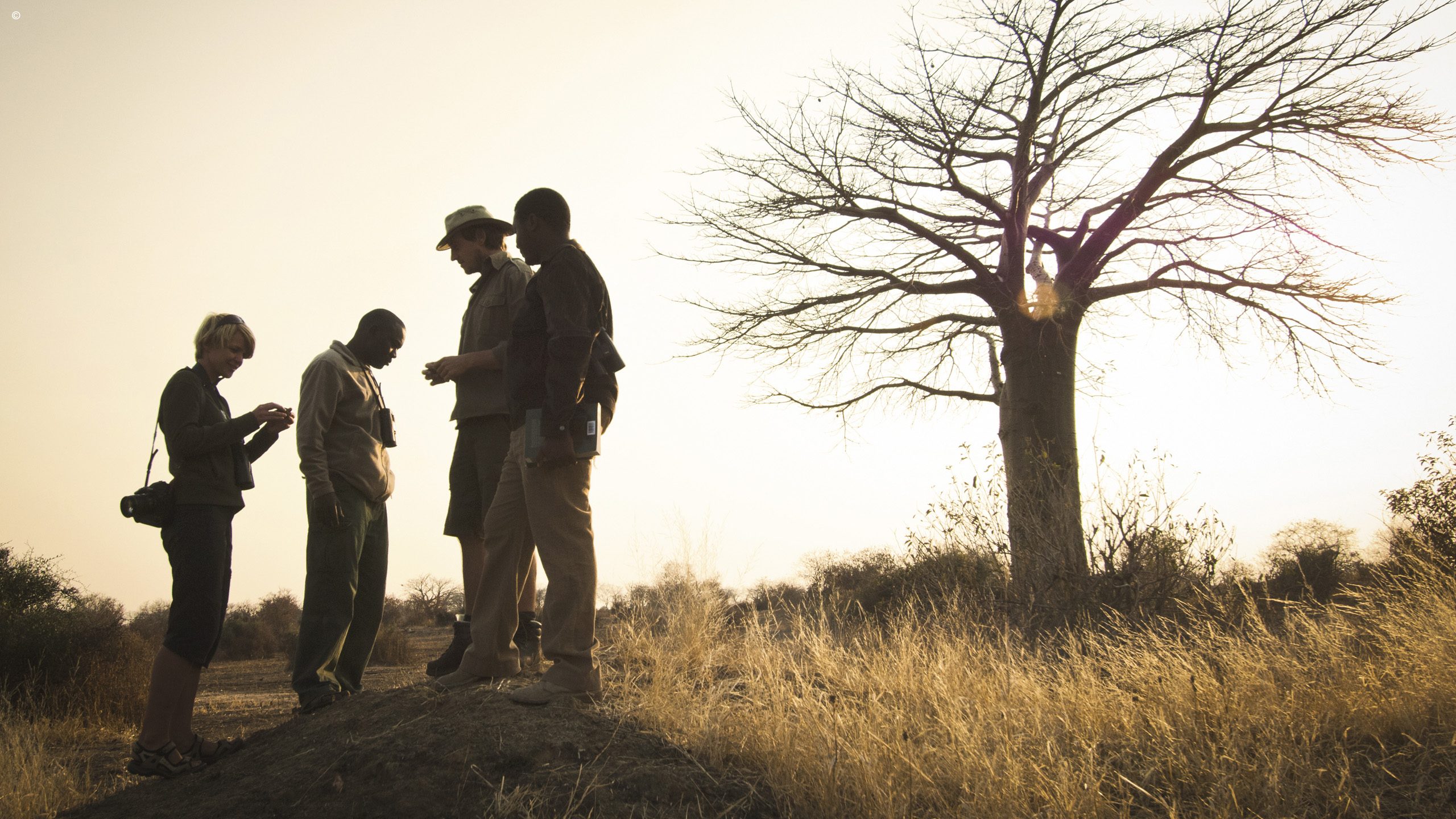 Kigelia Ruaha