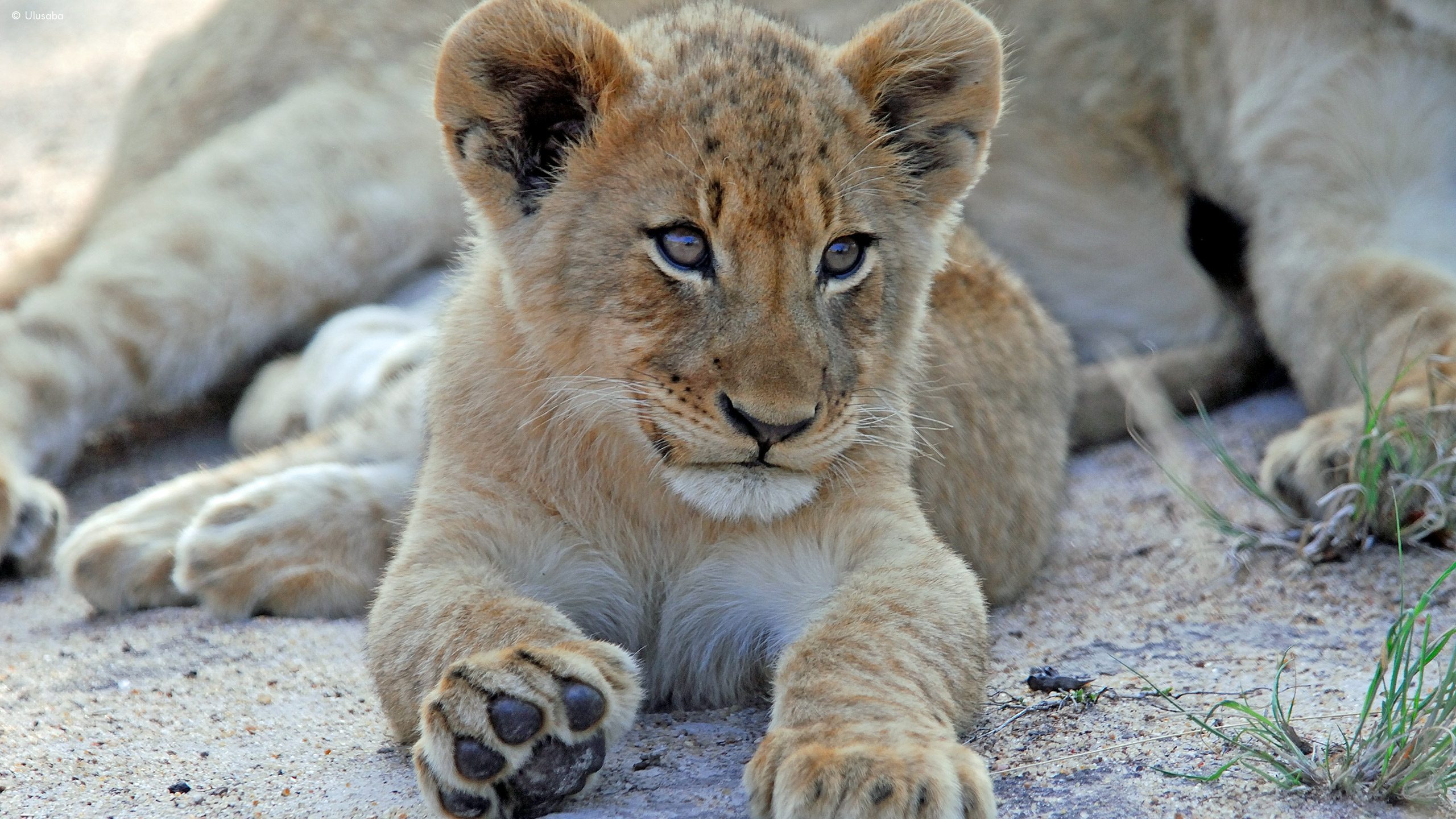 Ulusaba