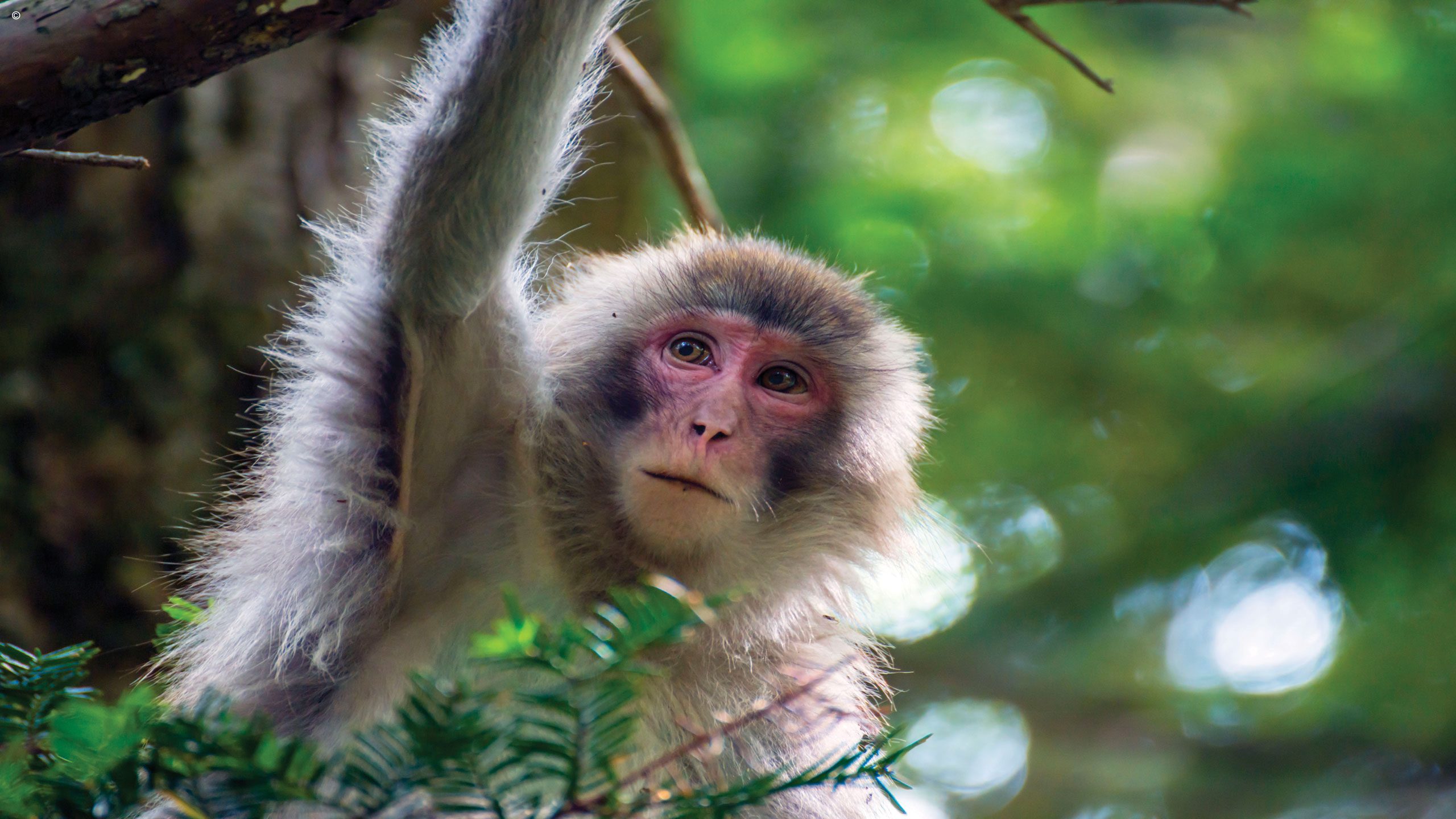 Monkey, Sandakan, Borneo