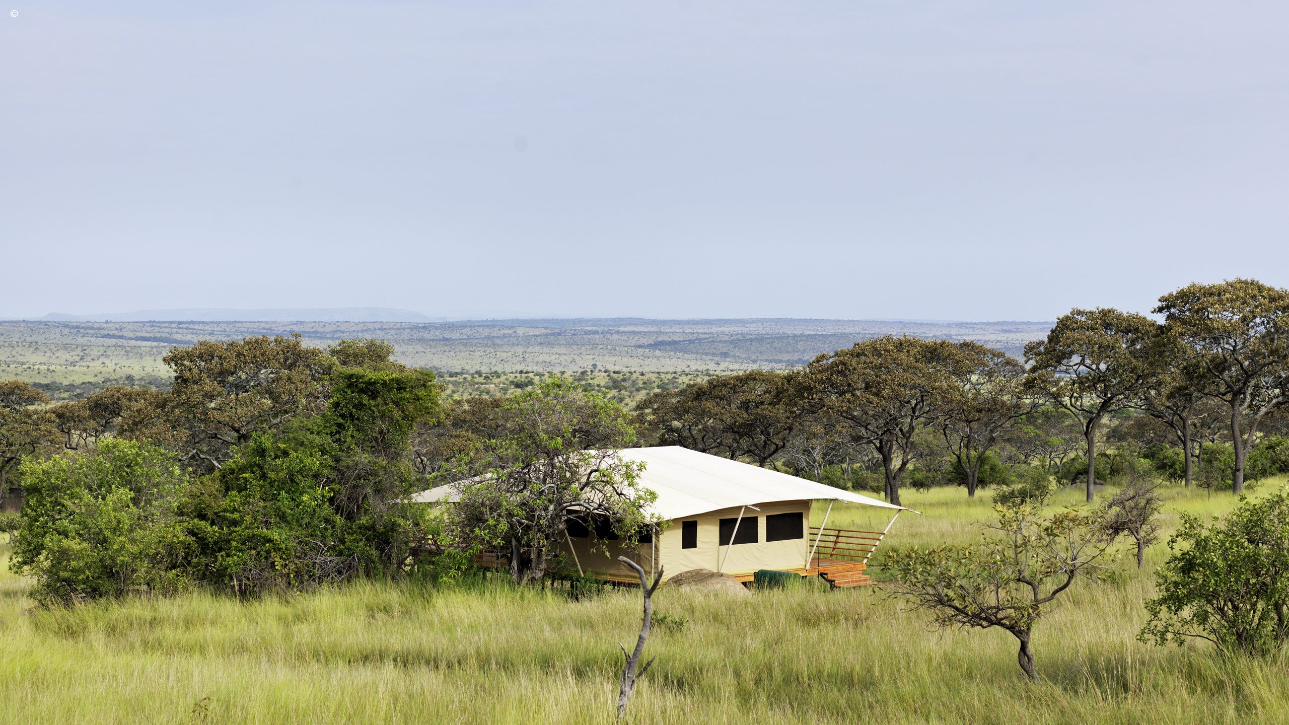 Serengeti Bushtops