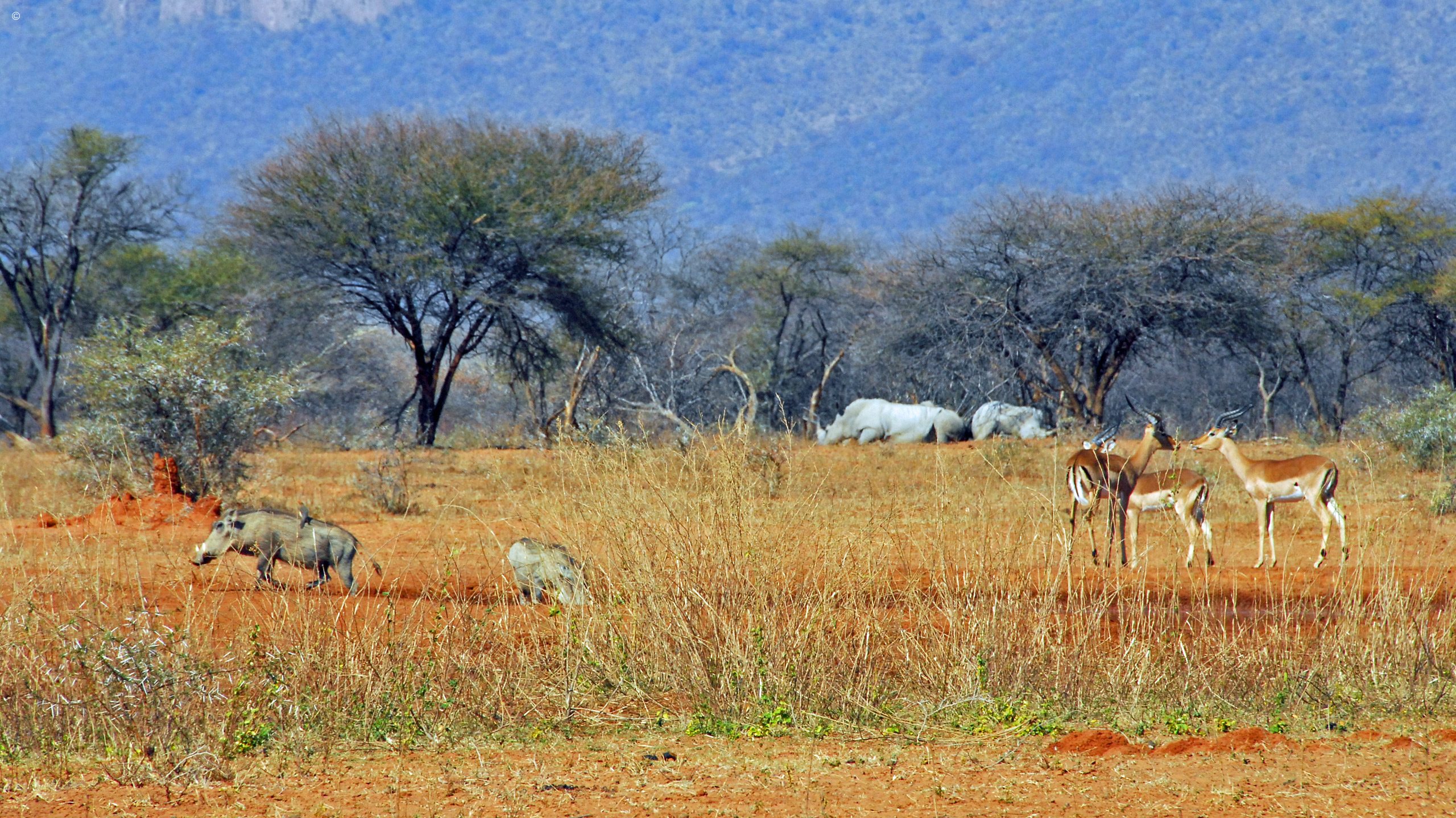 Marataba Private Reserve