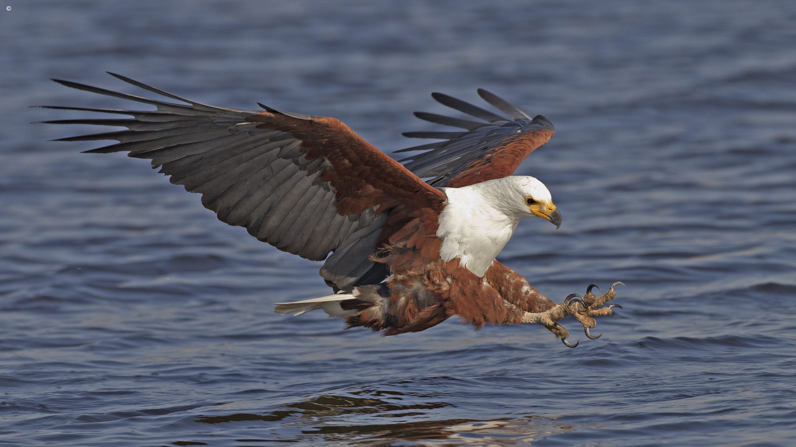 Zambezi Queen
