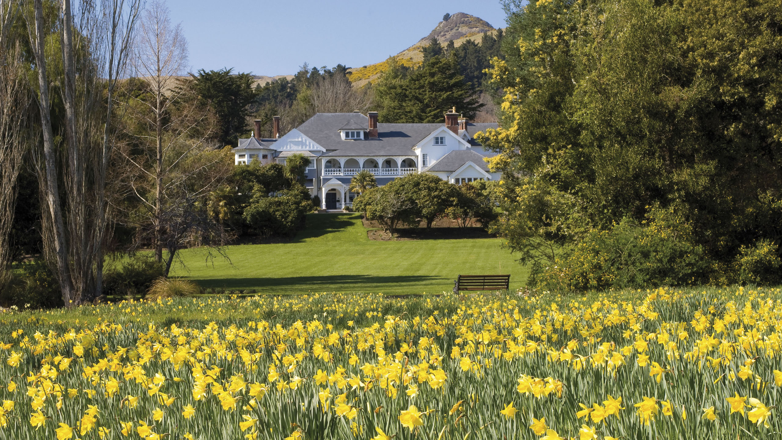 otahuna-new-zealand-daffodils