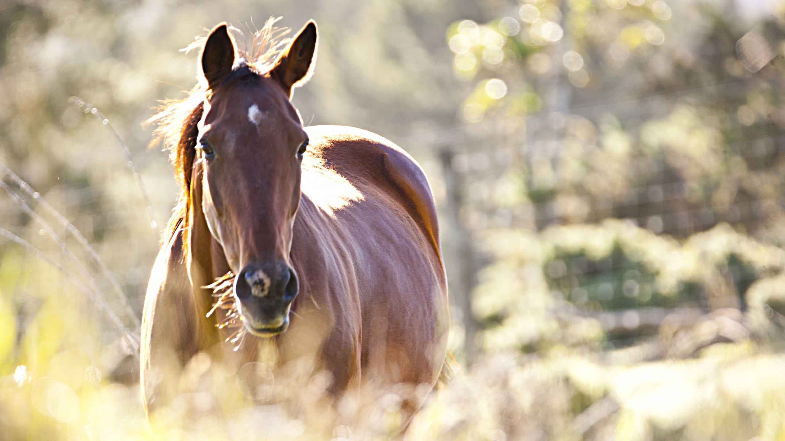 treetops-horse