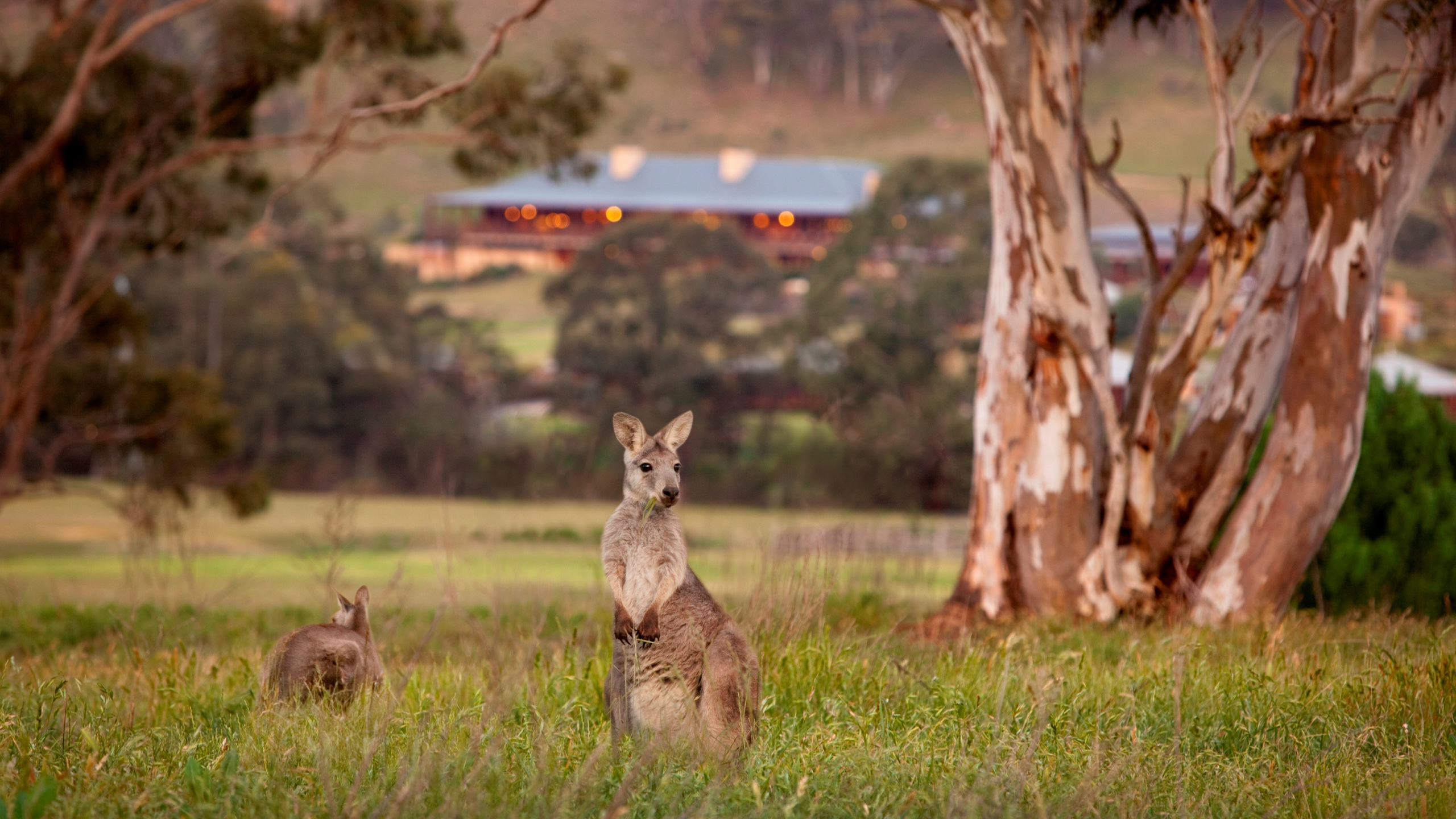 wolgan-valley-wallaby