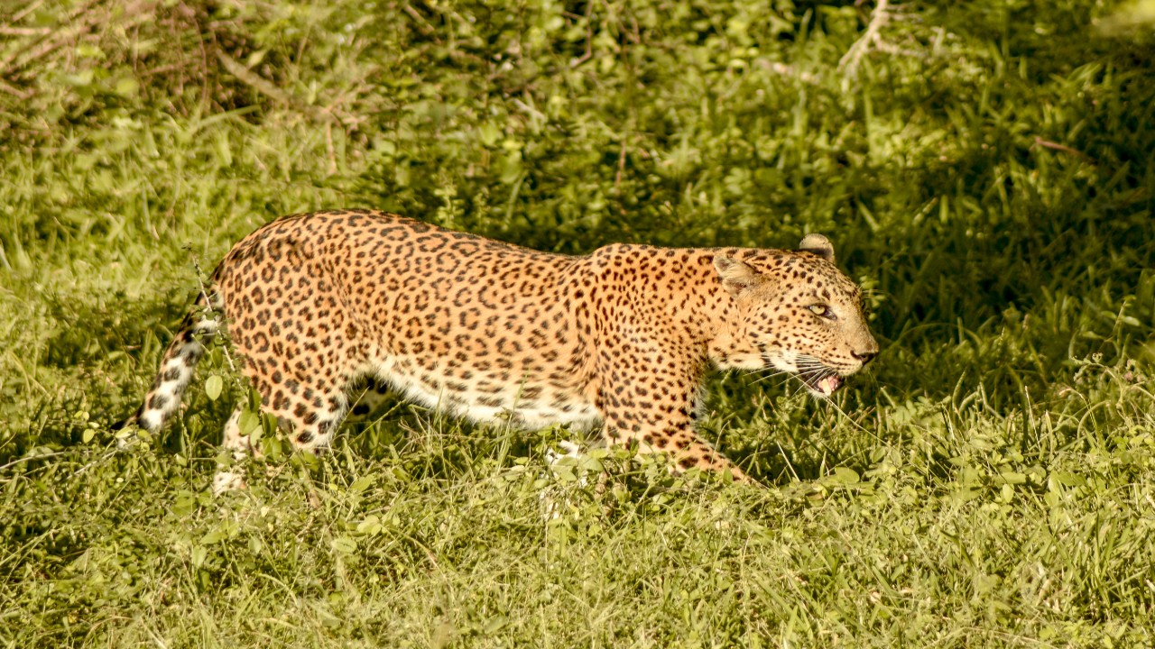 Leopard Trails Yala Camp